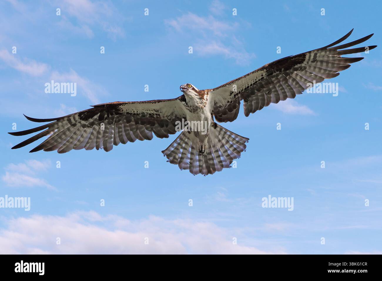 Osprey volant sur un fond de ciel bleu, Canada Banque D'Images