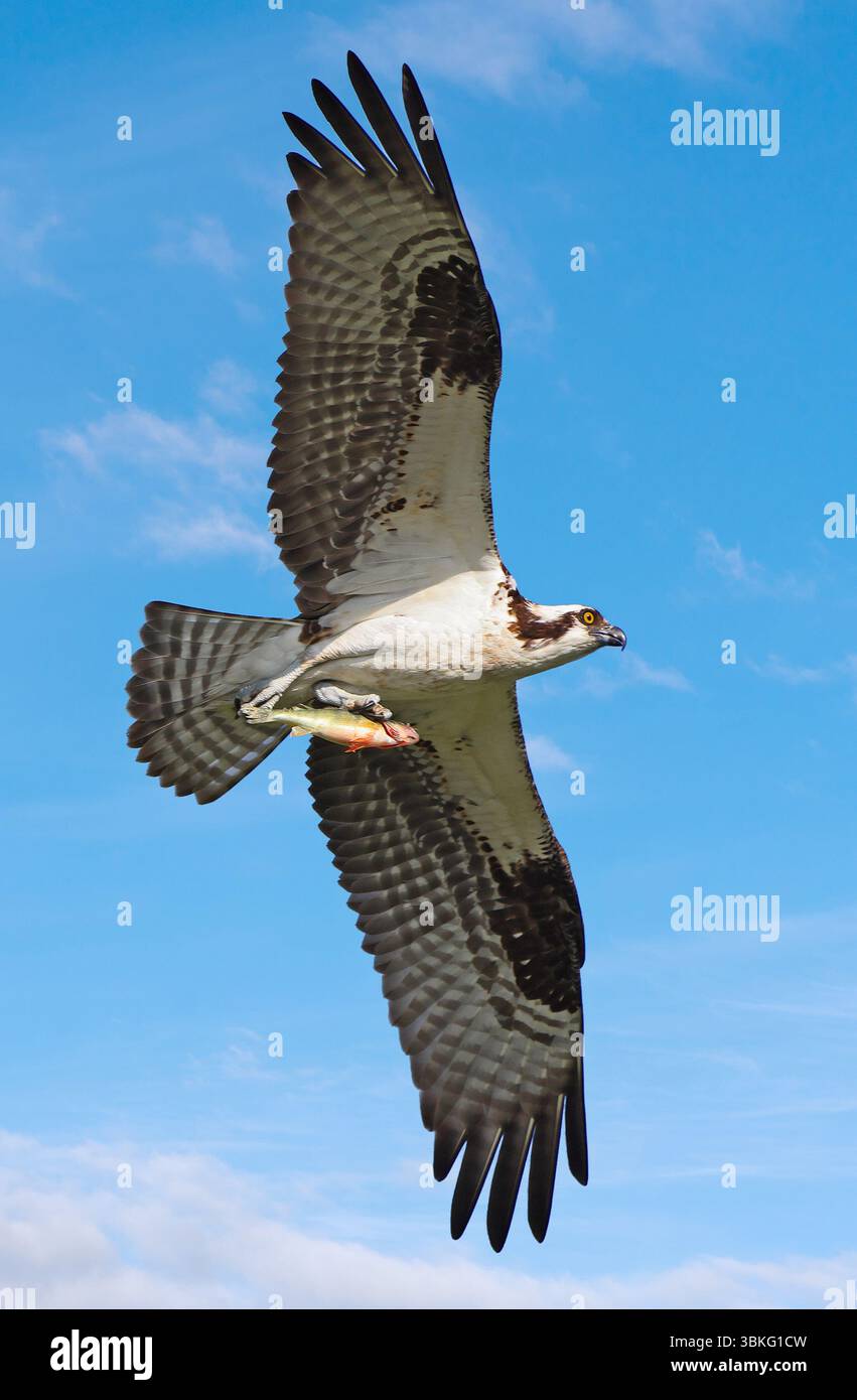 Osprey volant sur un fond de ciel bleu, Canada Banque D'Images