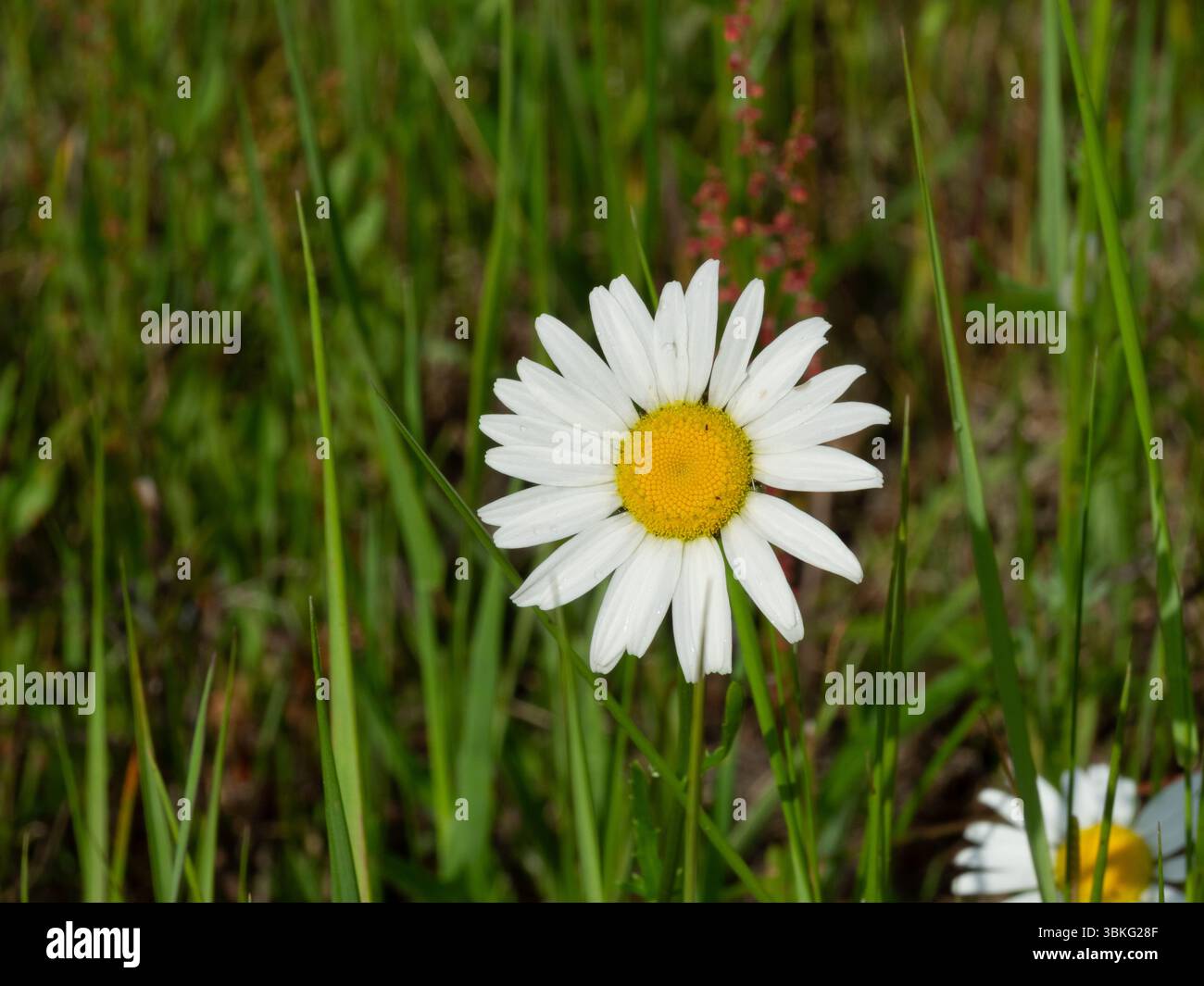 Marguerites poussant dans un pâturage Banque D'Images