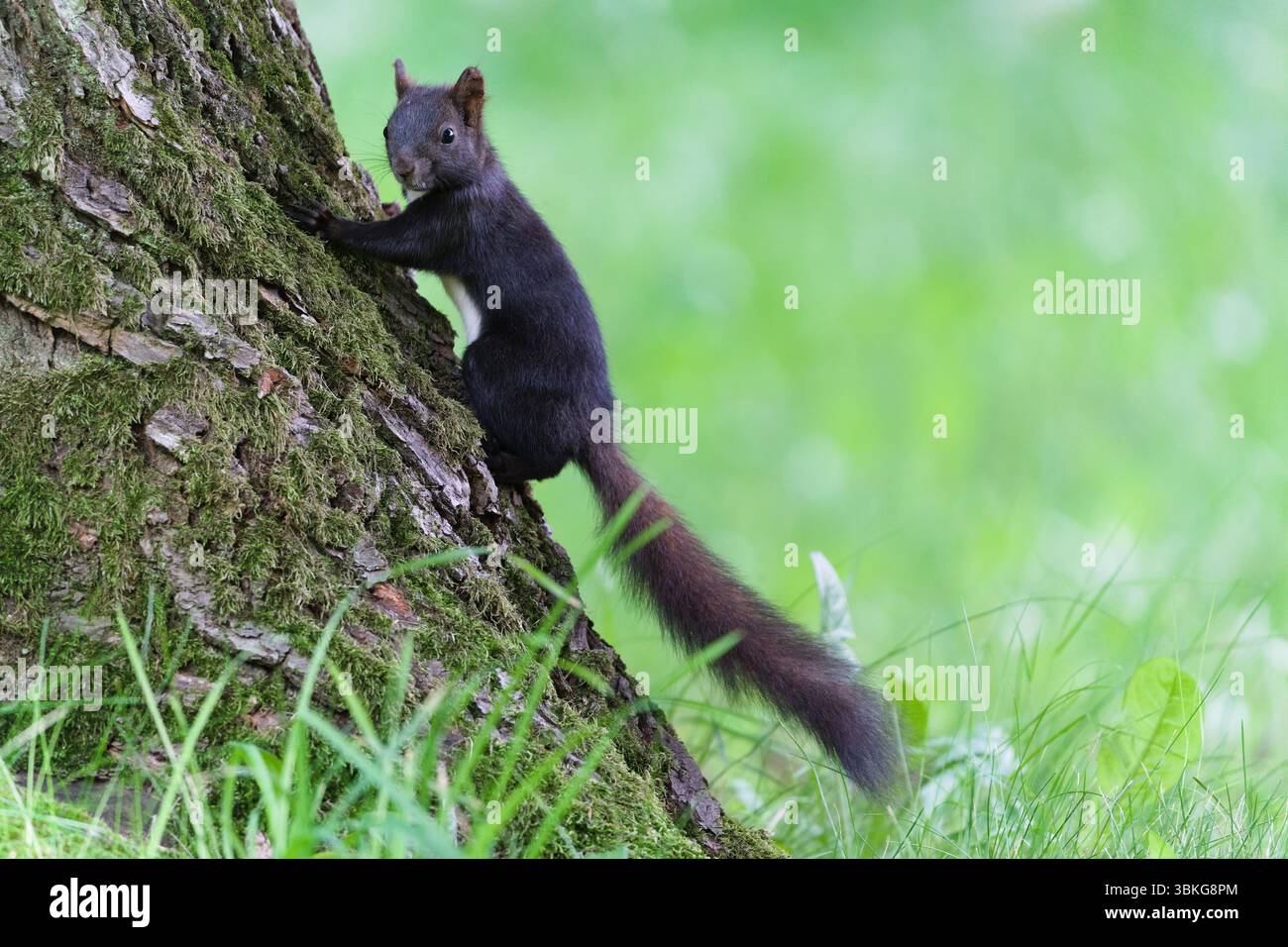 Sciurus vulgaris aka écureuil roux européen grimpe sur l'arbre. Banque D'Images