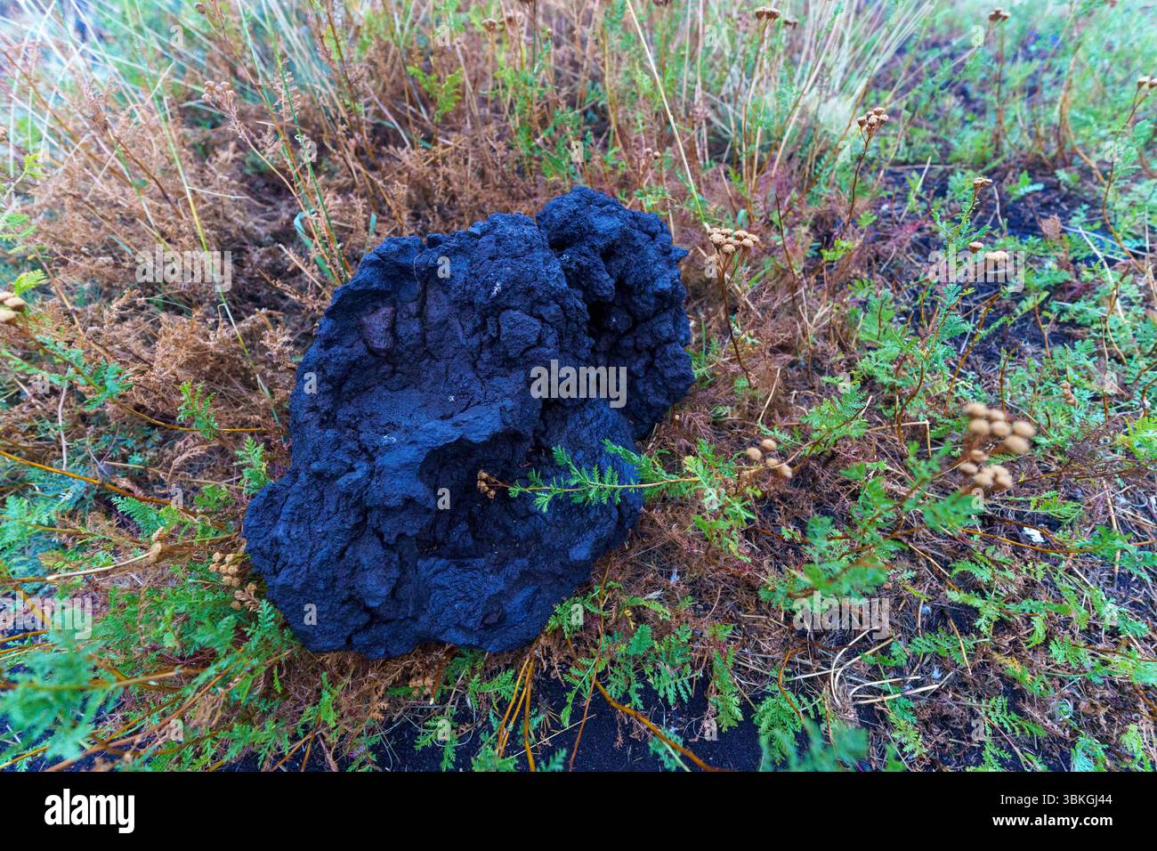Gros plan d'une pierre de lave noire se trouvant dans les cendres d'anciennes éruptions volcaniques sur l'Etna en Sicile, Italie Banque D'Images