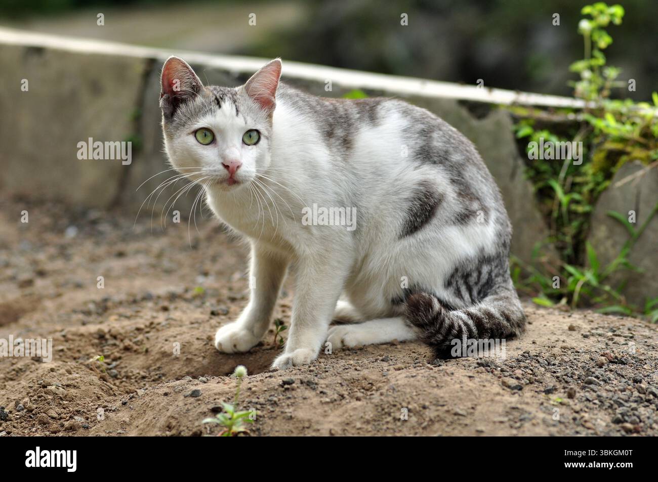 Chat blanc et gris assis sur le sol et regardant en alerte Banque D'Images