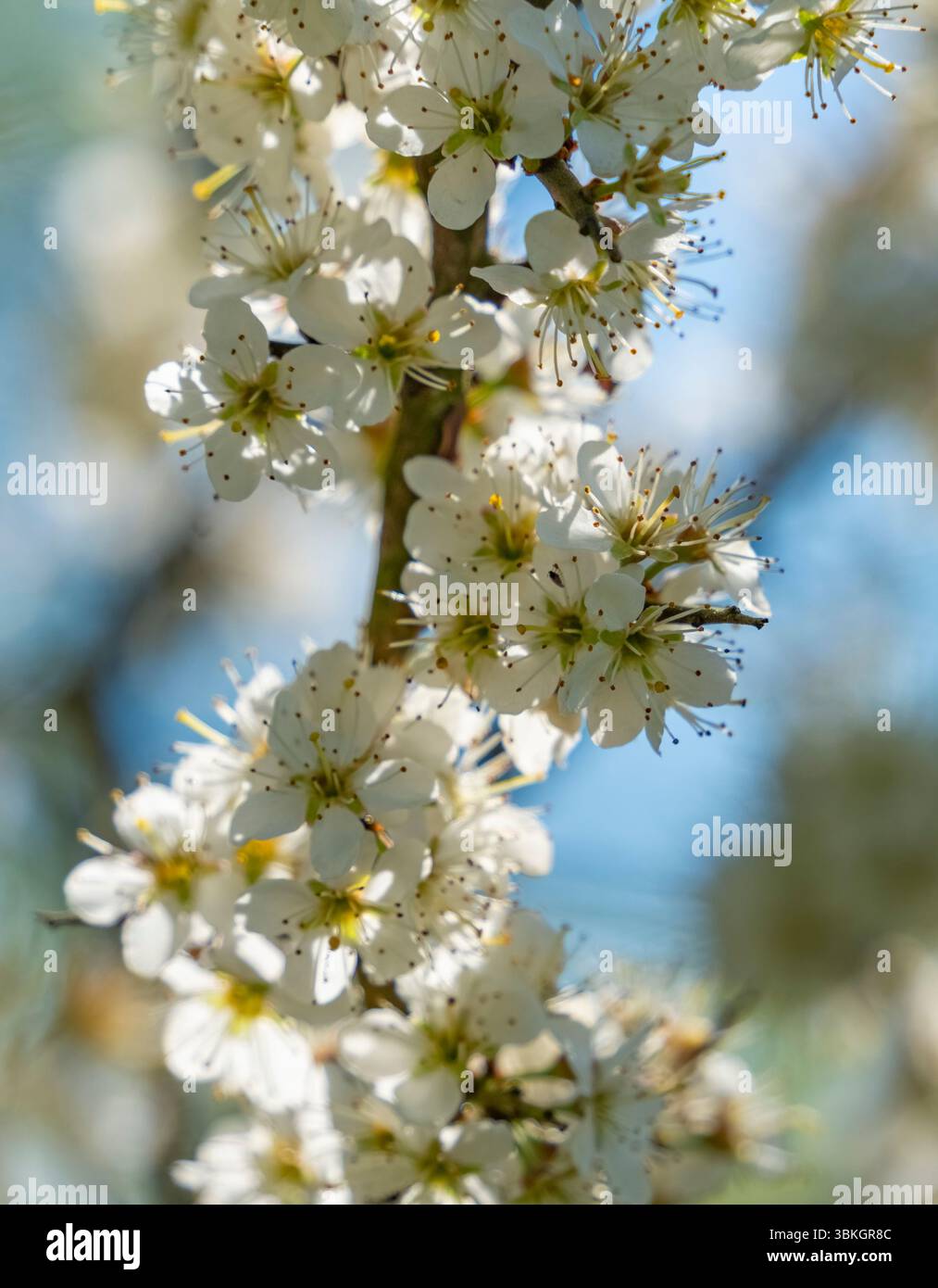 Gros plan montrant beaucoup de fleurs de Blackthorn sur une brindille au début du printemps Banque D'Images