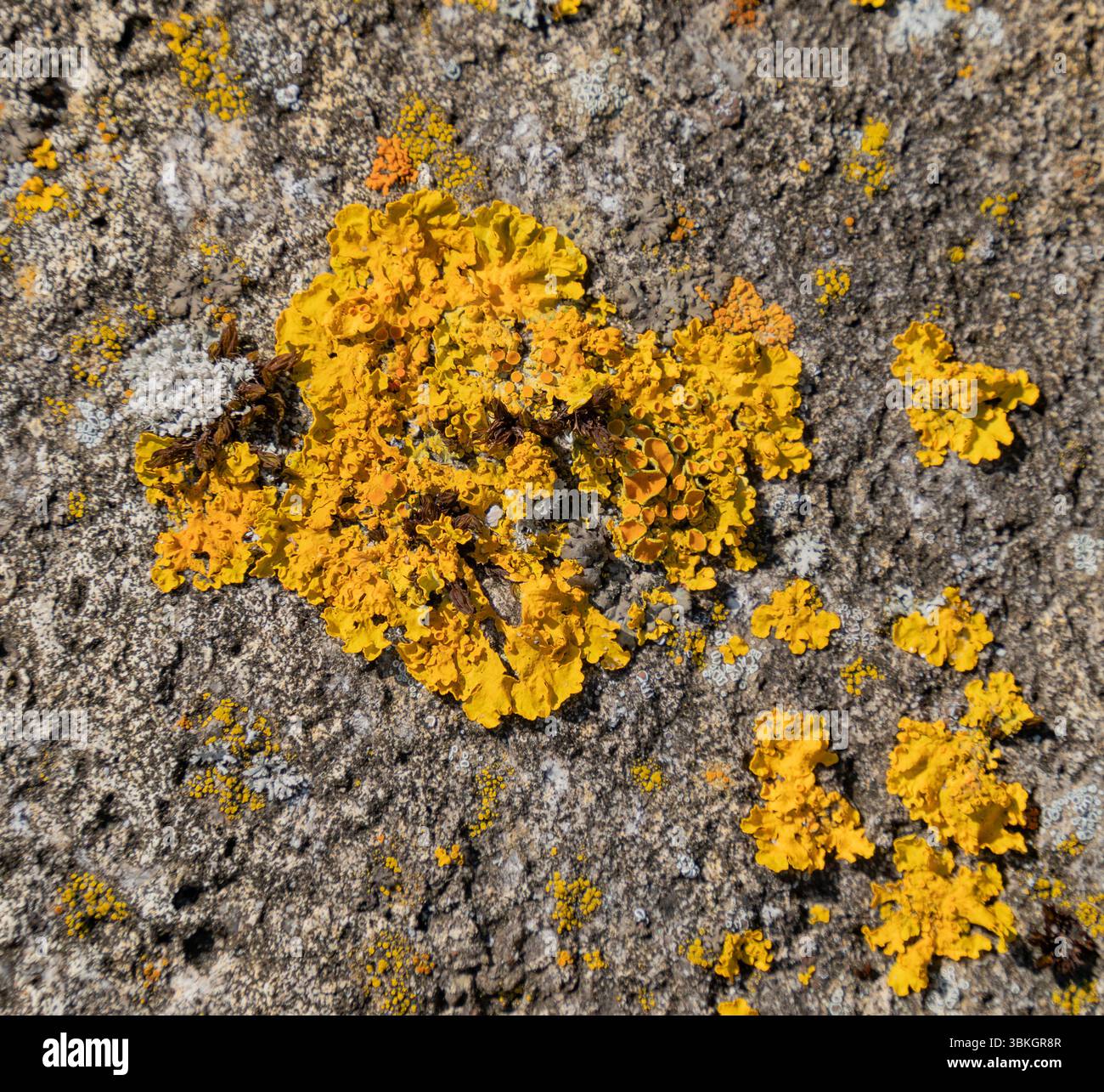 Gros plan du lichen solaire du peuplier sur une surface de pierre rugueuse Banque D'Images