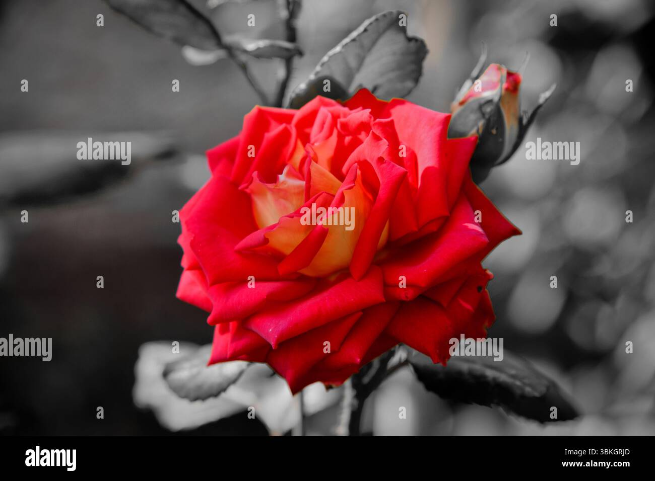 Rose rouge il y a un fond noir, Focus rose rouge il y a un fond noir avec un ton sombre. Banque D'Images