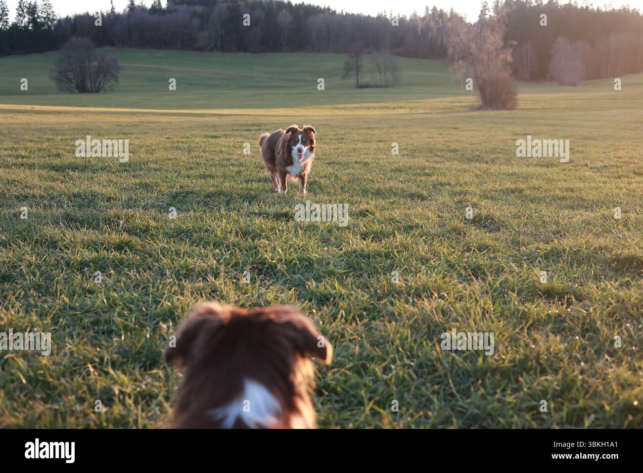 Deux chiens jouent dans un champ Banque D'Images