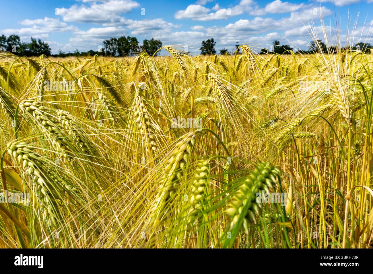 Champ de céréales, avant récolte, orge, près de Bottrop-Kirchhellen, Rhénanie du Nord-Westphalie, Allemagne, Banque D'Images