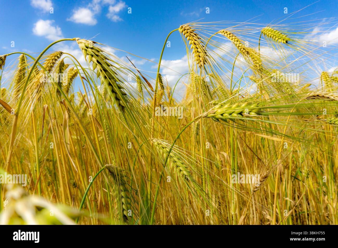 Champ de céréales, avant récolte, orge, près de Bottrop-Kirchhellen, Rhénanie du Nord-Westphalie, Allemagne, Banque D'Images