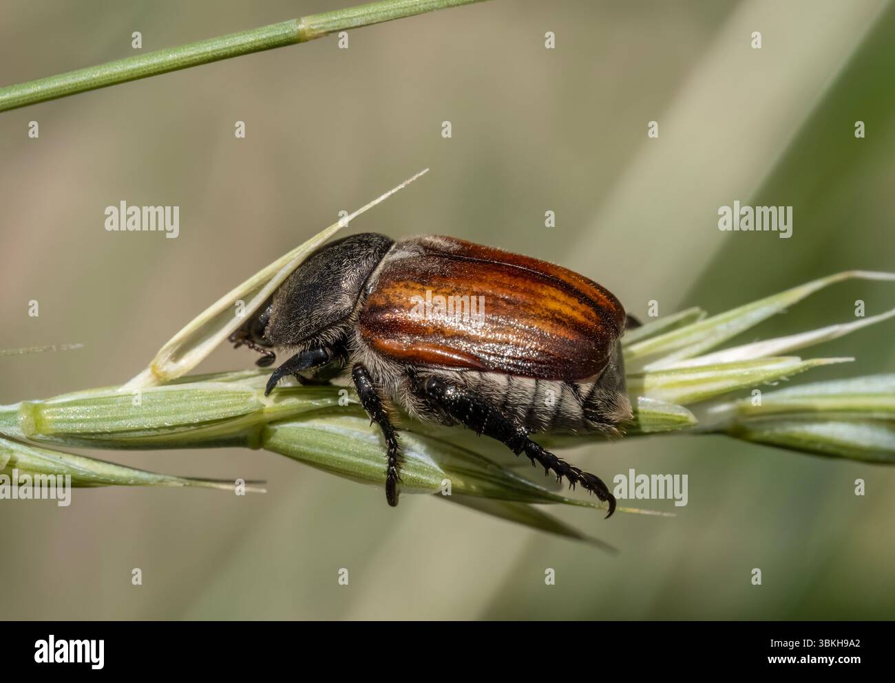 Gros plan du coléoptère à grains ( Chaetopteroplia segetum ). Banque D'Images