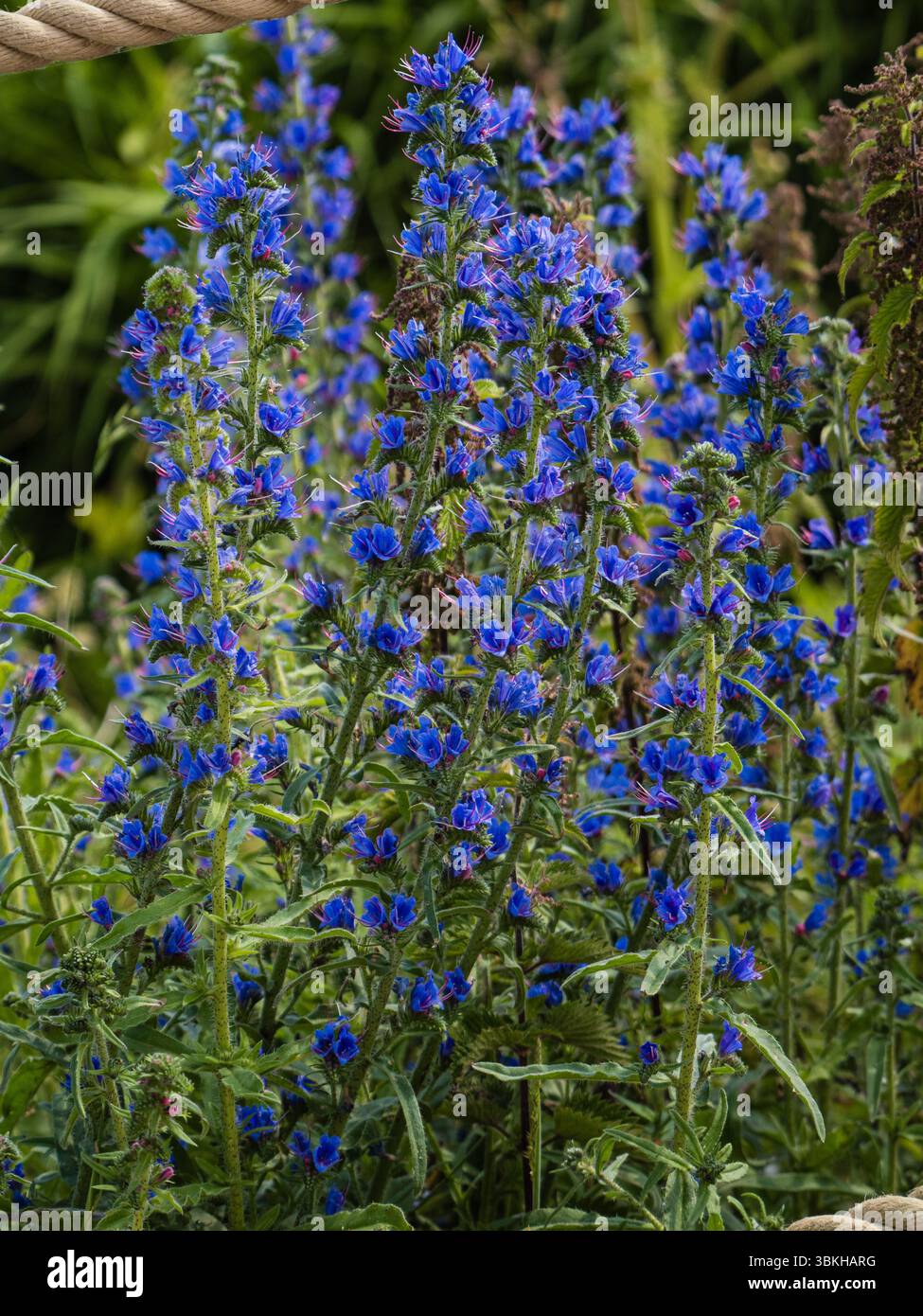 Épi massé de la fleur sauvage britannique et plante de jardin, Echium vulgare, vioer ;s bugloss Banque D'Images Épi massé de la fleur sauvage britannique et plante de jardin, Echium vulgare, vioer ;s bugloss Banque D'Images