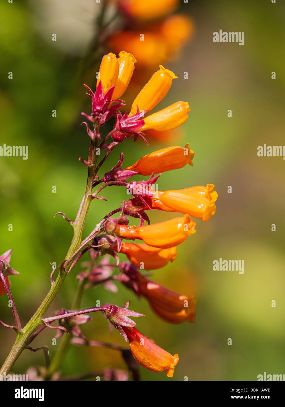 Fleurs tubulaires jaune-orange de la fleur glorieuse annuelle ou pérenne de Chillean, Eccremocarpus scaber Banque D'Images