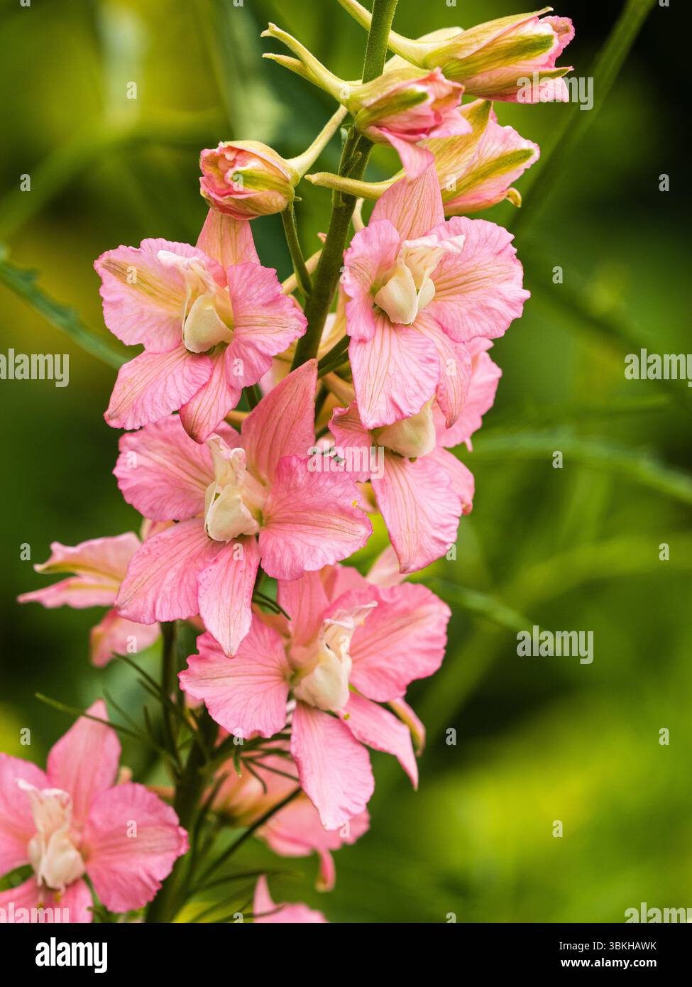 Fleurs uniques dans la pointe du rustique jardin cottage annuel larkspur, Consolida ajacis 'sublime Bright Pink' Banque D'Images