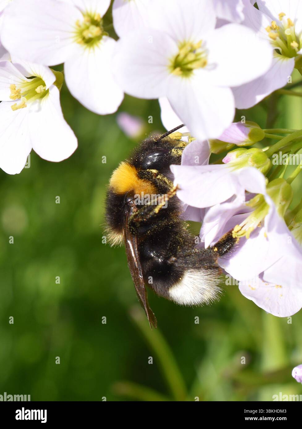 Bourdon noir blanc et jaune collectant le nectar dans une fleur de coucou Banque D'Images