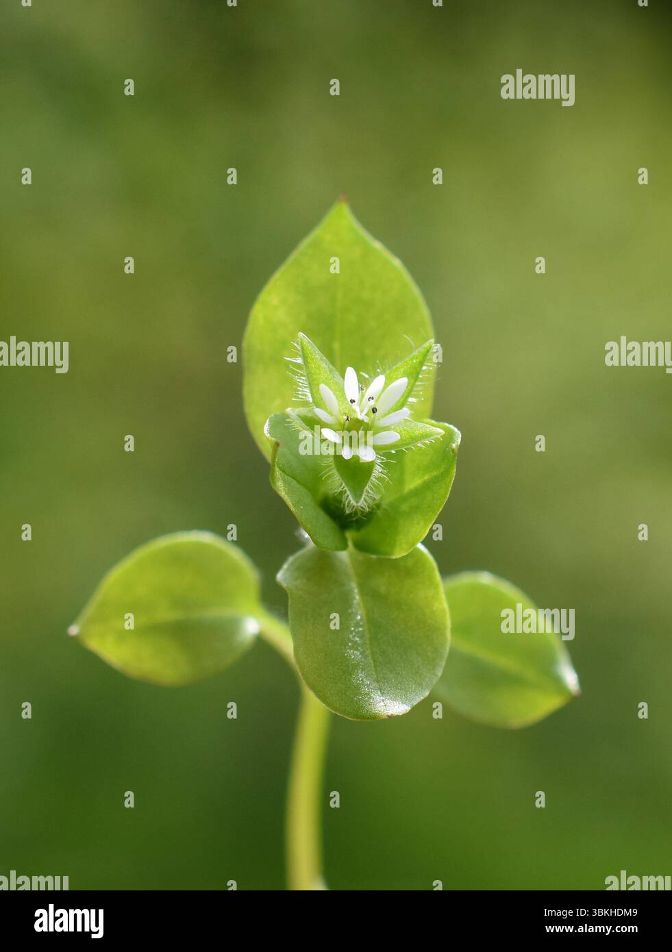 Fleur blanche et feuilles de Stellaria media de chichweed commune Banque D'Images