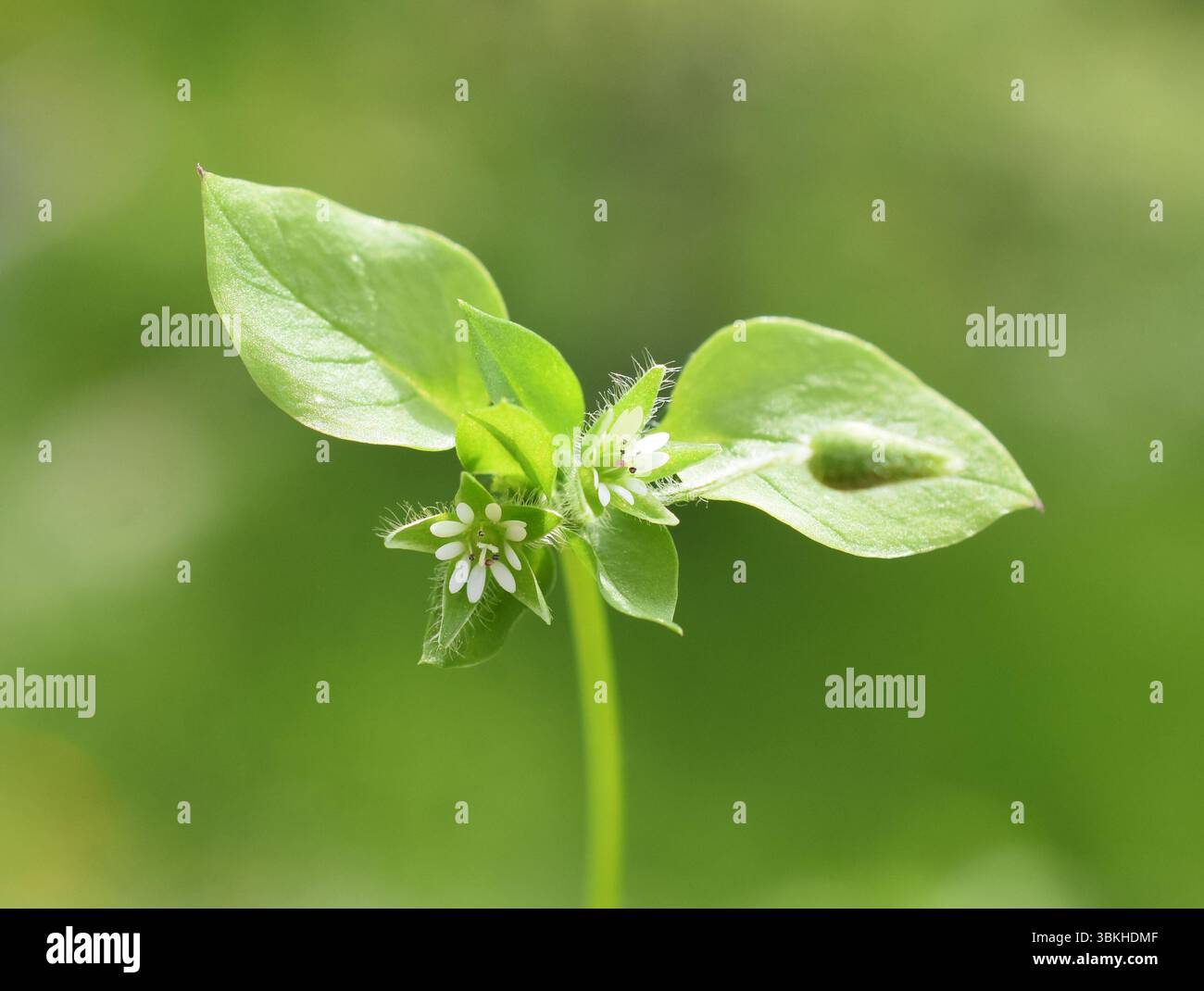 Fleur blanche et feuilles de Stellaria media de chichweed commune Banque D'Images