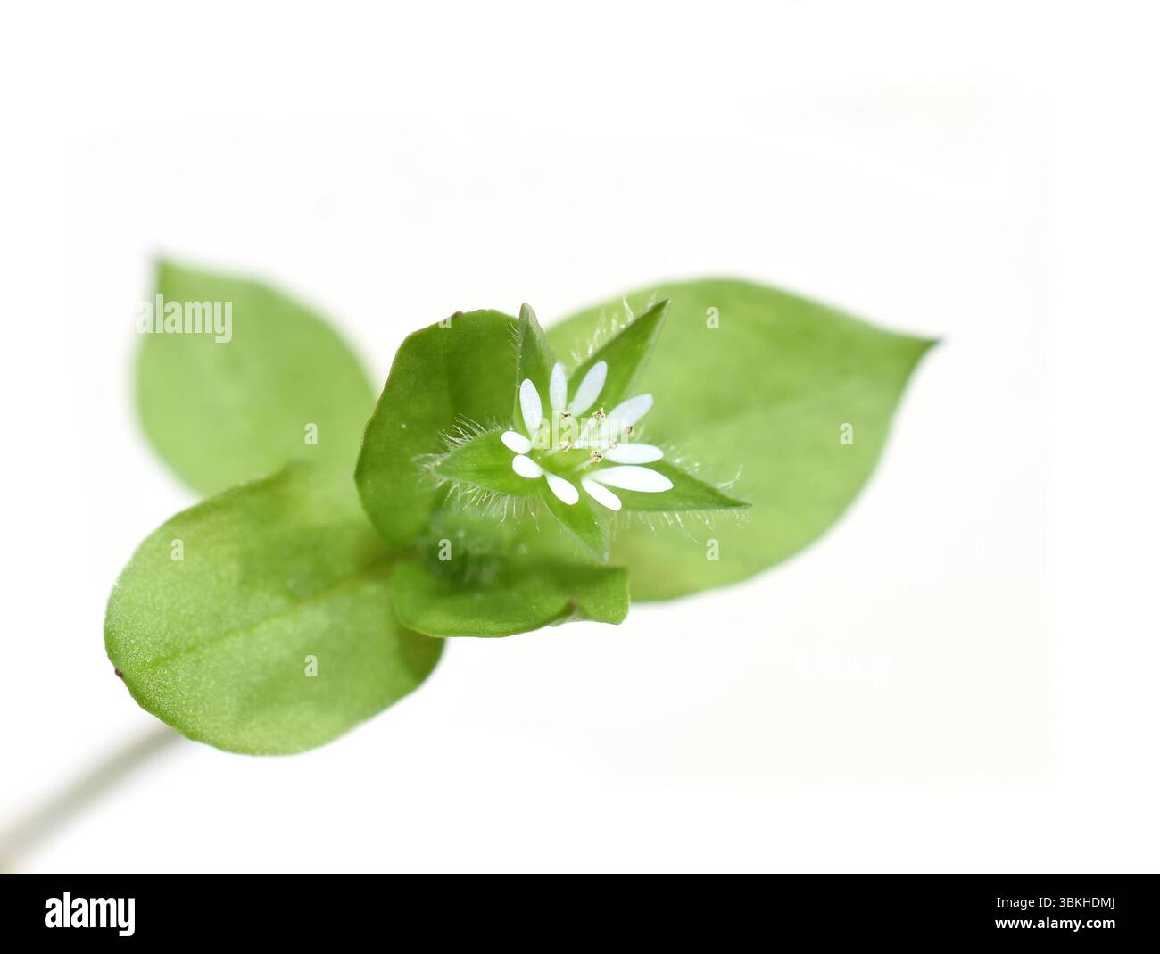 Fleur blanche et feuilles blanches de Stellaria media de chiches commune isolées sur fond blanc Banque D'Images