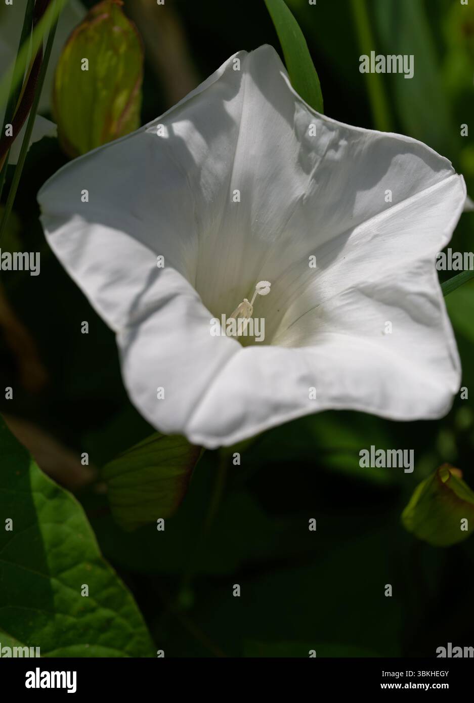 Fleur blanche avec étamine saillante, faible profondeur de champ. Banque D'Images