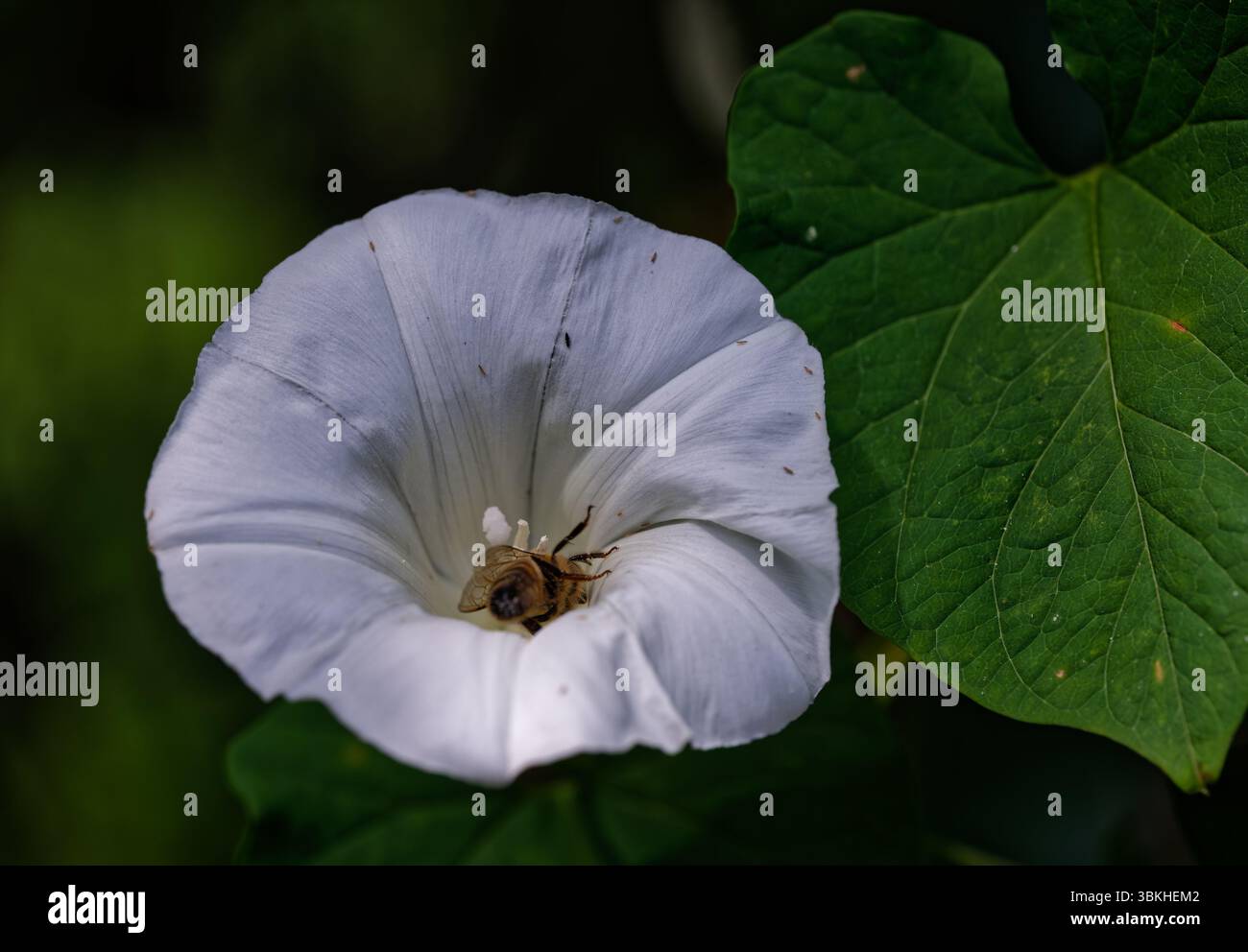 Fleur blanche avec étamine saillante, faible profondeur de champ. Banque D'Images