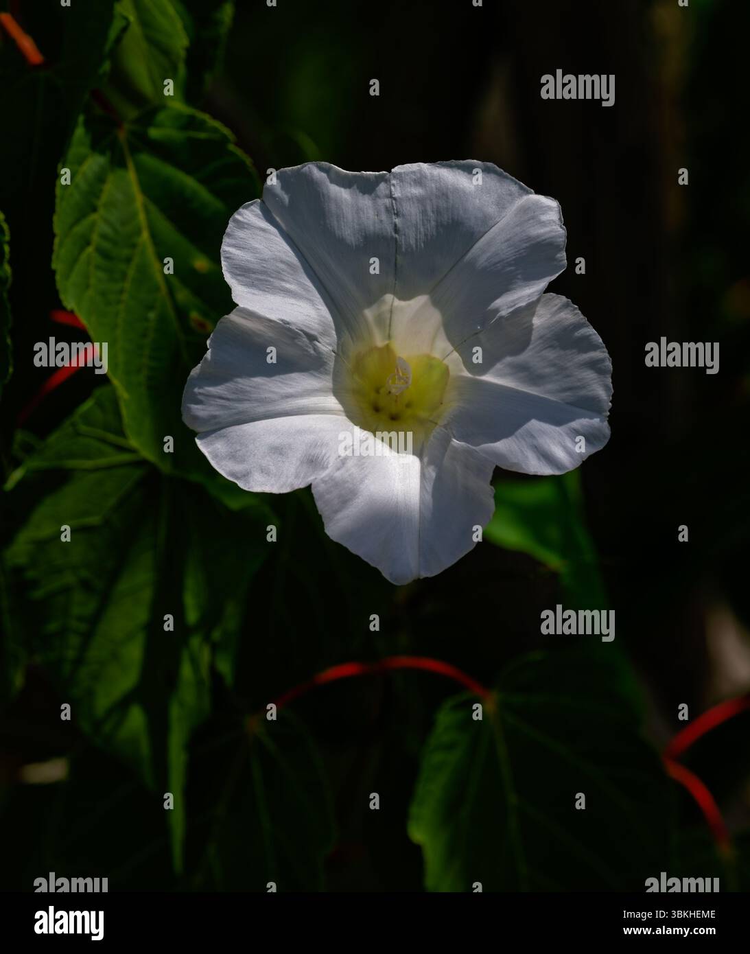 Fleur blanche avec étamine saillante, faible profondeur de champ. Banque D'Images