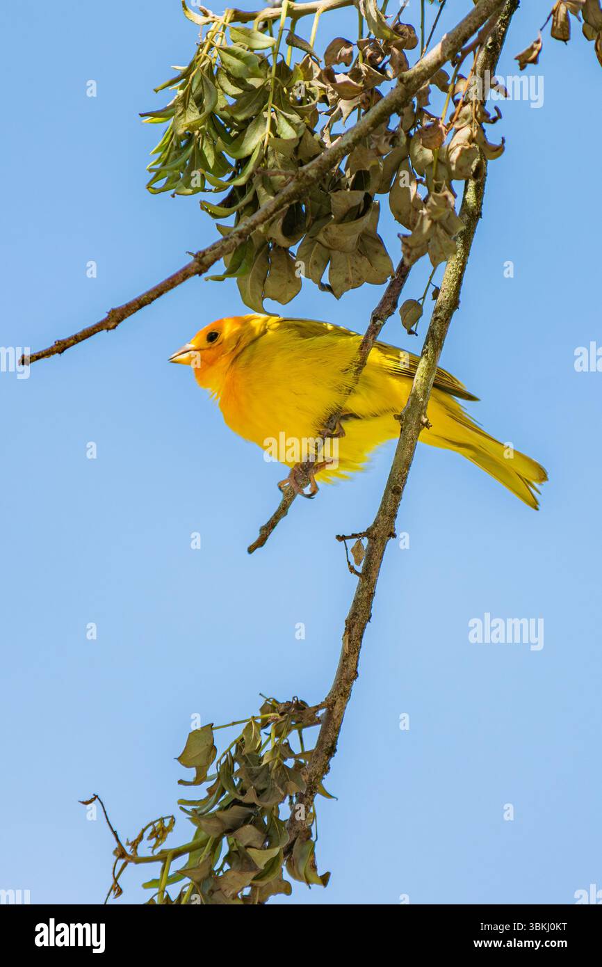 Finch safran (Sicalis flaveola) perché sur une branche sèche avec un fond de ciel bleu. Son plumage jaune vif contraste avec les feuilles environnantes Banque D'Images