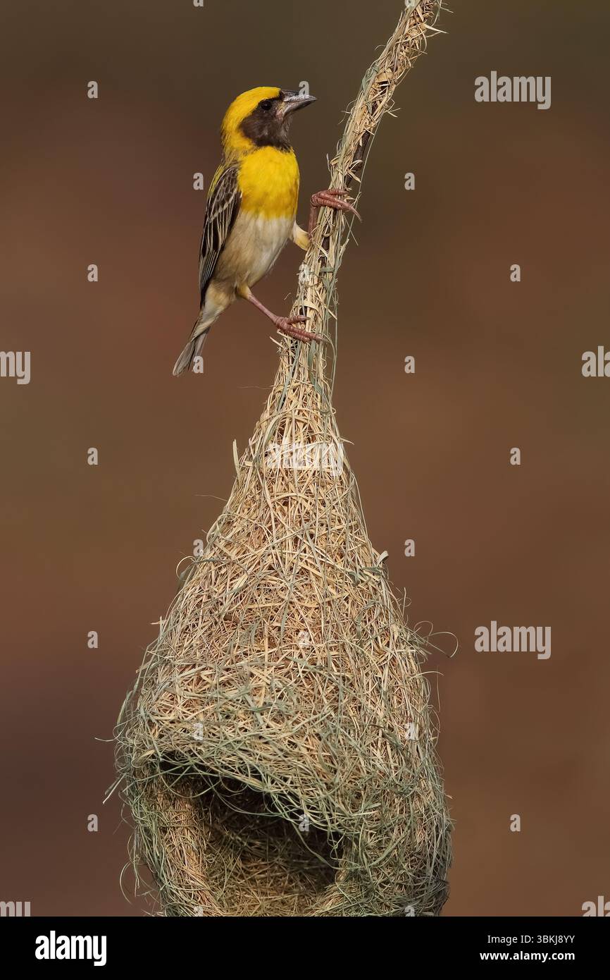 Baya Weaver est un weaverbird trouvé à travers le sous-continent indien. Connus pour leurs nids suspendus en forme de cornue tissés à partir d'herbe. Banque D'Images