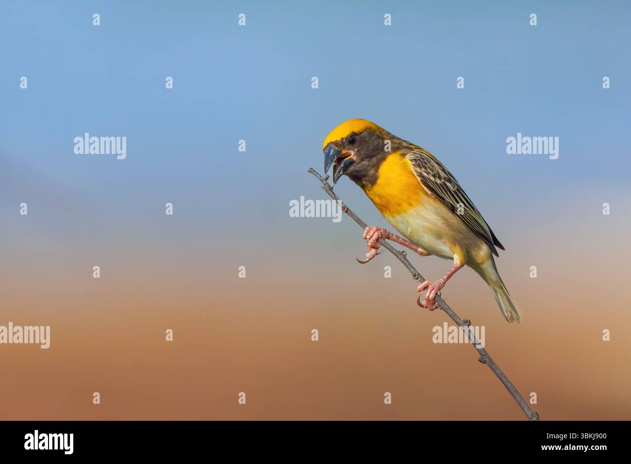 Baya Weaver est un weaverbird trouvé à travers le sous-continent indien. Connus pour leurs nids suspendus en forme de cornue tissés à partir d'herbe. Banque D'Images