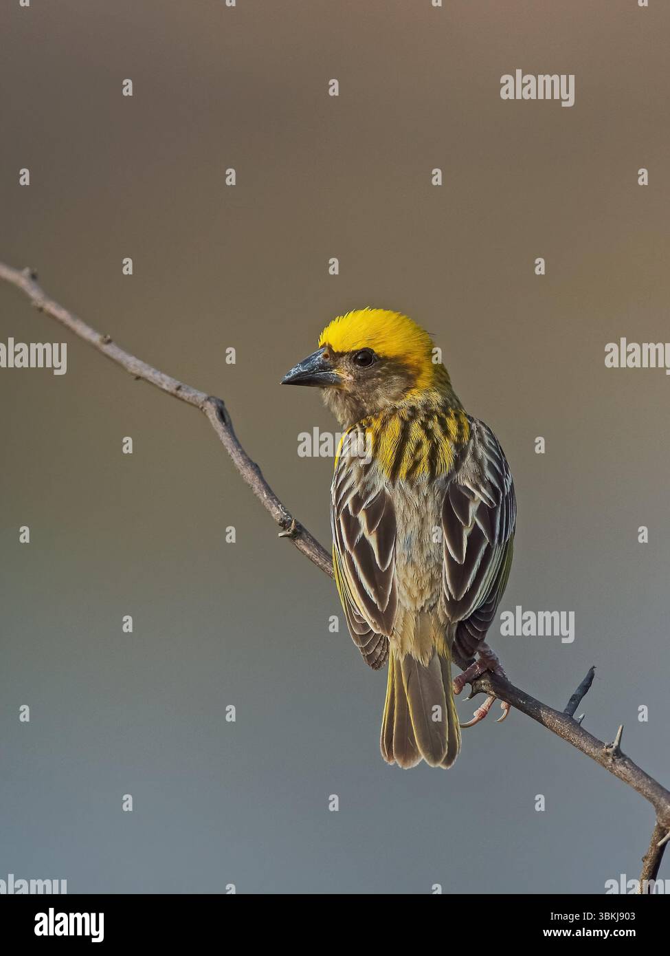 Baya Weaver est un weaverbird trouvé à travers le sous-continent indien. Connus pour leurs nids suspendus en forme de cornue tissés à partir d'herbe. Banque D'Images