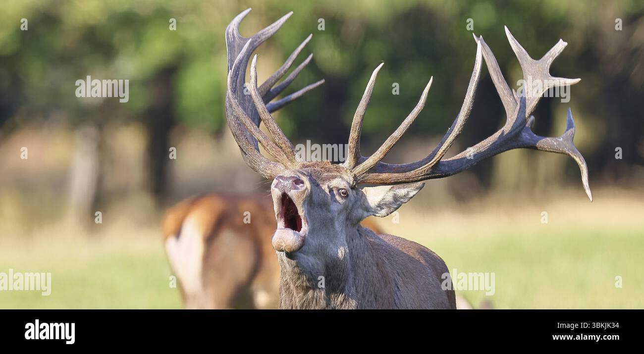 Cerf roux (Cervus elaphus) pendant la saison des ornières, un cerf capital rugissant dans une clairière forestière, portrait d'animaux, faune, Sauerland, Rhénanie-du-Nord-nous Banque D'Images