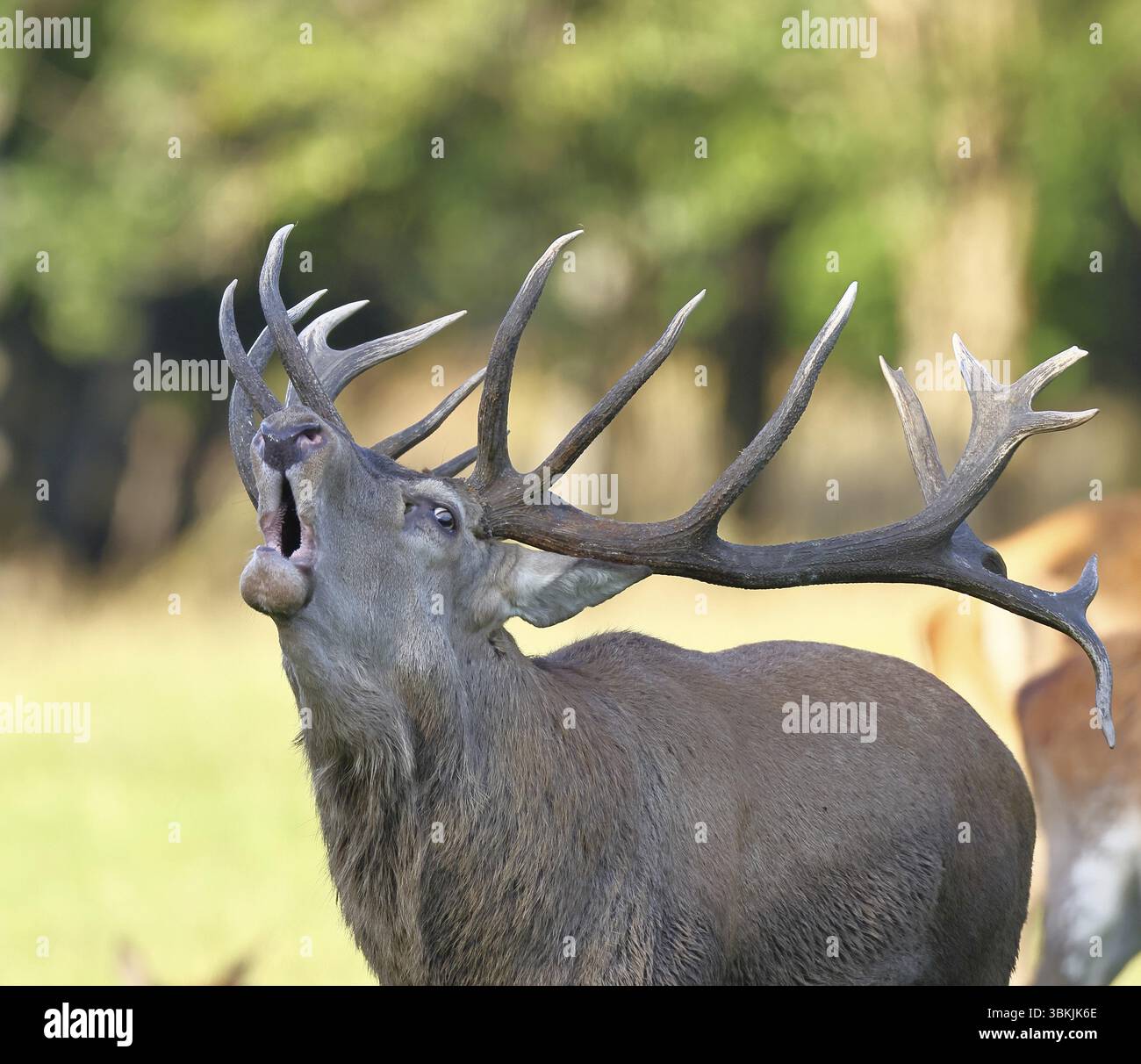 Cerf roux (Cervus elaphus) pendant la saison des ornières, un cerf capital rugissant dans une clairière forestière, portrait d'animaux, faune, Sauerland, Rhénanie-du-Nord-nous Banque D'Images