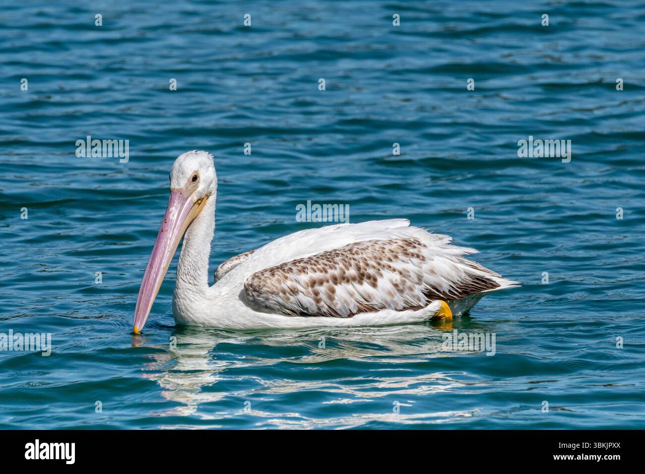 Un pélican blanc d'Amérique (Pelecanus erythrorhynchos) dans des pagaies de plumage non reproductives sur un lac. Banque D'Images