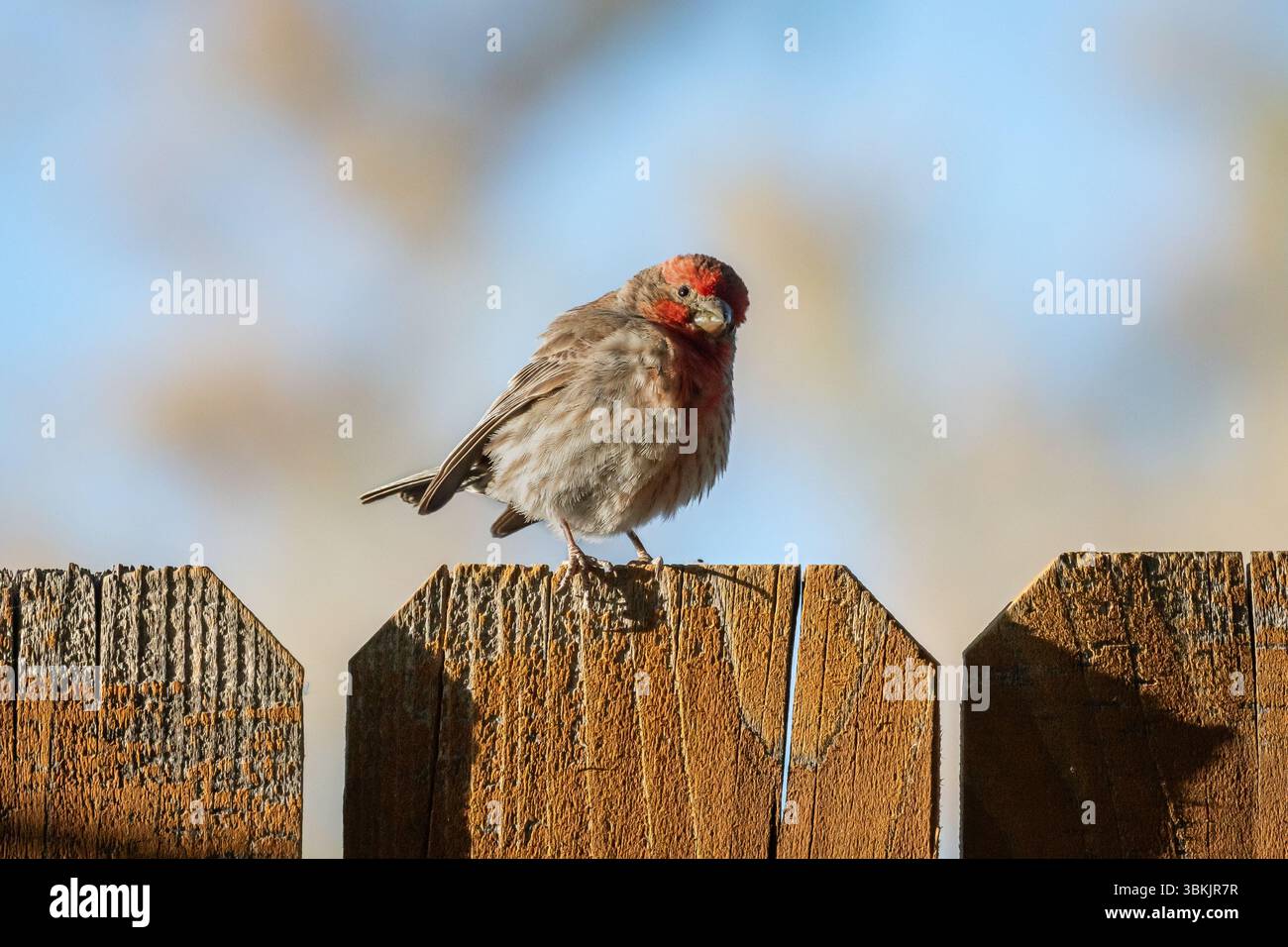 Un mâle adulte, Haemorhous mexicanus, est assis sur une clôture en bois dans le désert de Mojave. Banque D'Images