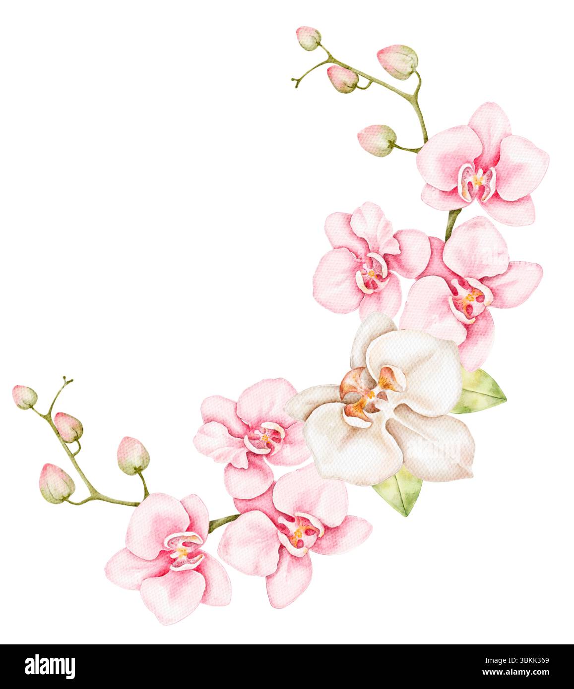 Composition florale peinte à la main avec orchidées blanches et roses, pétales doux et verdure isolé sur blanc. Idéal pour les cartes de mariage romantiques, desi de printemps Banque D'Images