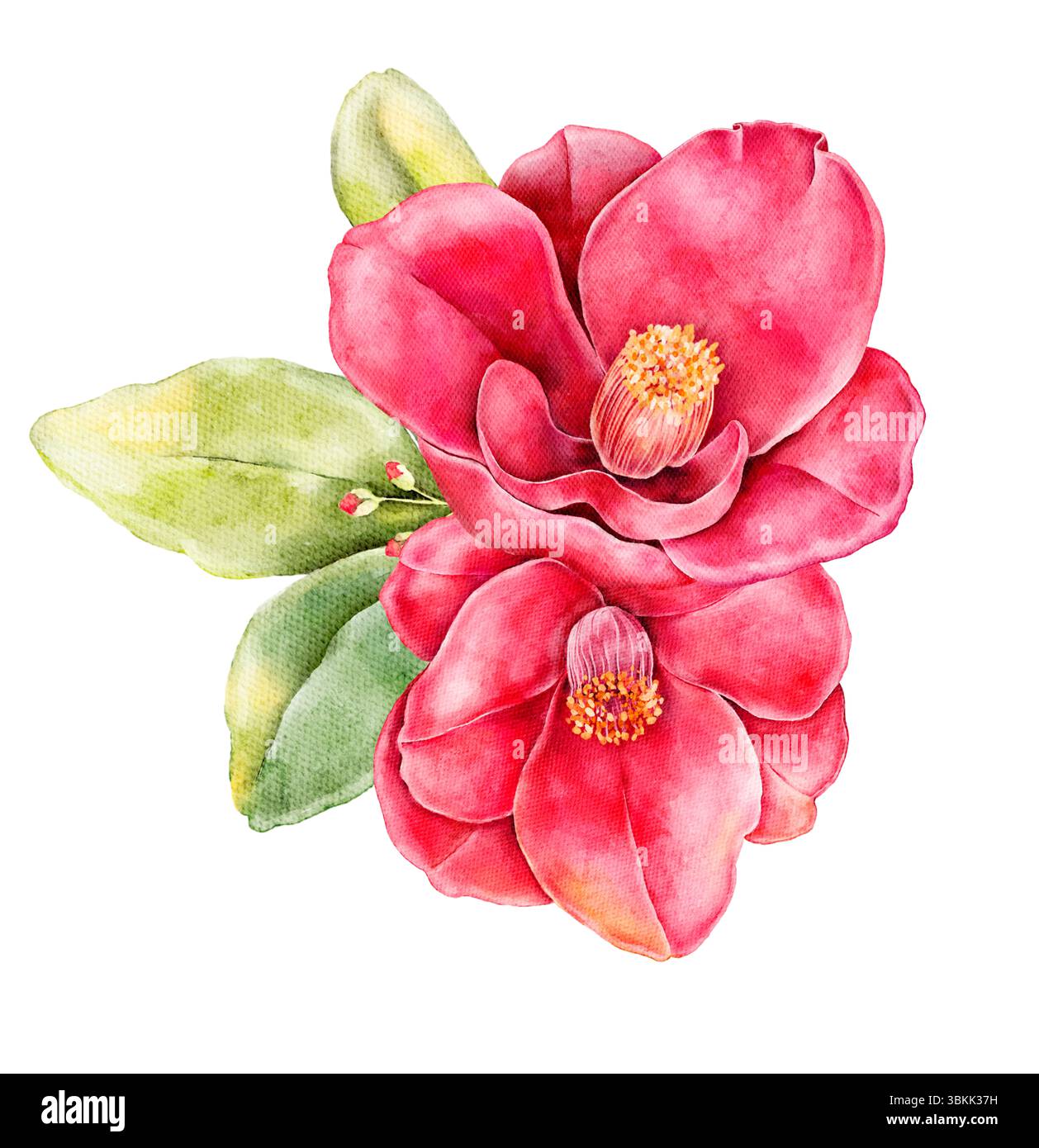 Fleur de camélia rose avec des feuilles vertes. Illustration botanique à l'aquarelle peinte à la main, parfaite pour les motifs romantiques, printaniers ou floraux. Banque D'Images