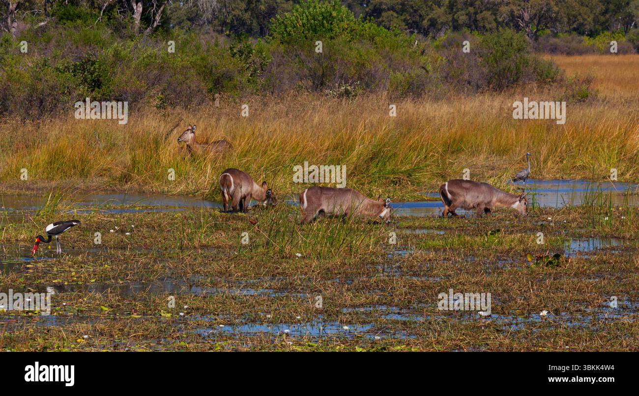 Cigogne à bec de selle ou bec de selle (Ephippiorhynchus senegalensis) et troupeau de buck d'eau (Kobus ellipsiprymnus) dans le delta de l'Okavango - Botswana Banque D'Images