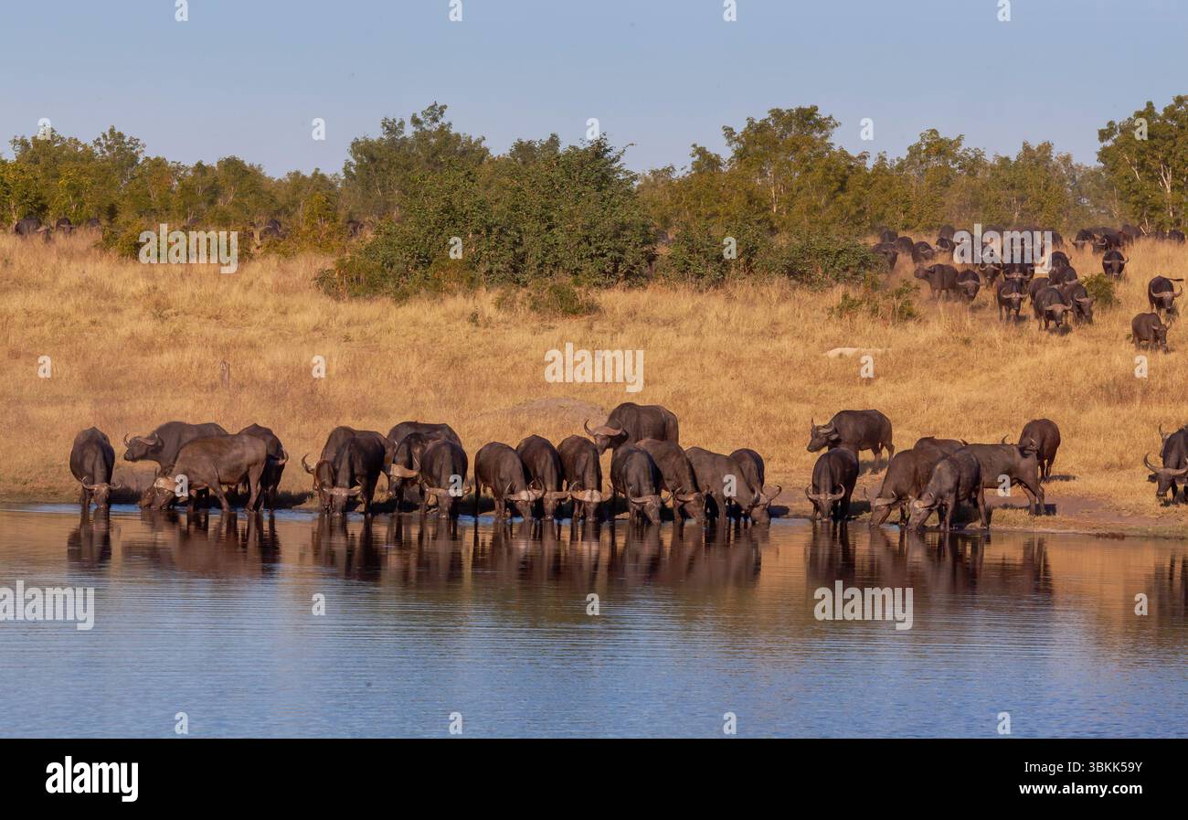 Un troupeau de buffles africains (Syncerus caffer) ou Cape Buffalo viennent boire à la rivière Deka dans le parc national de Hwange - Zimbabwe Banque D'Images
