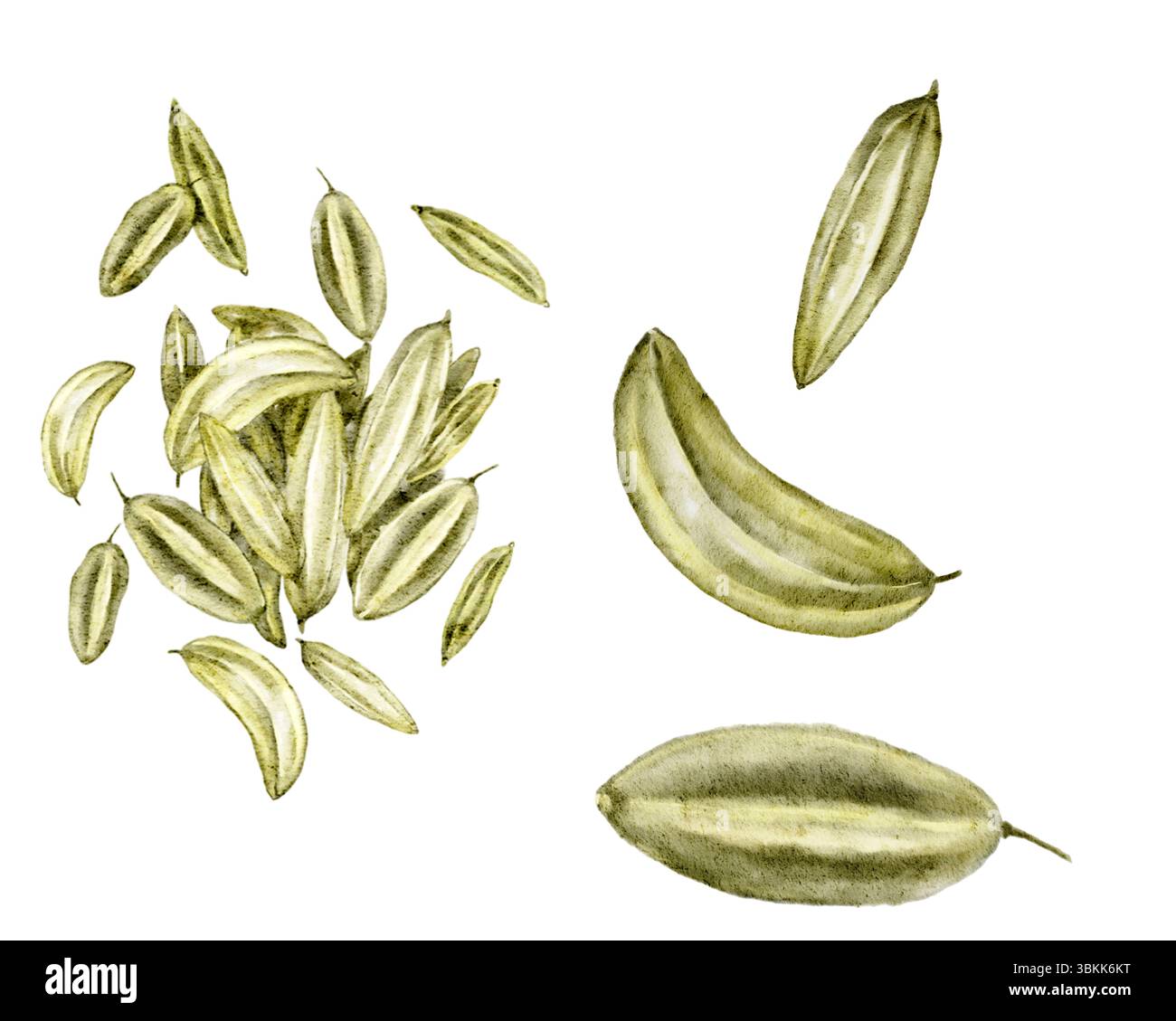 Illustration aquarelle de graines de fenouil. Éléments d'épices peints à la main isolés sur blanc pour l'emballage, les mélanges de thé ou les dessins culinaires. Banque D'Images