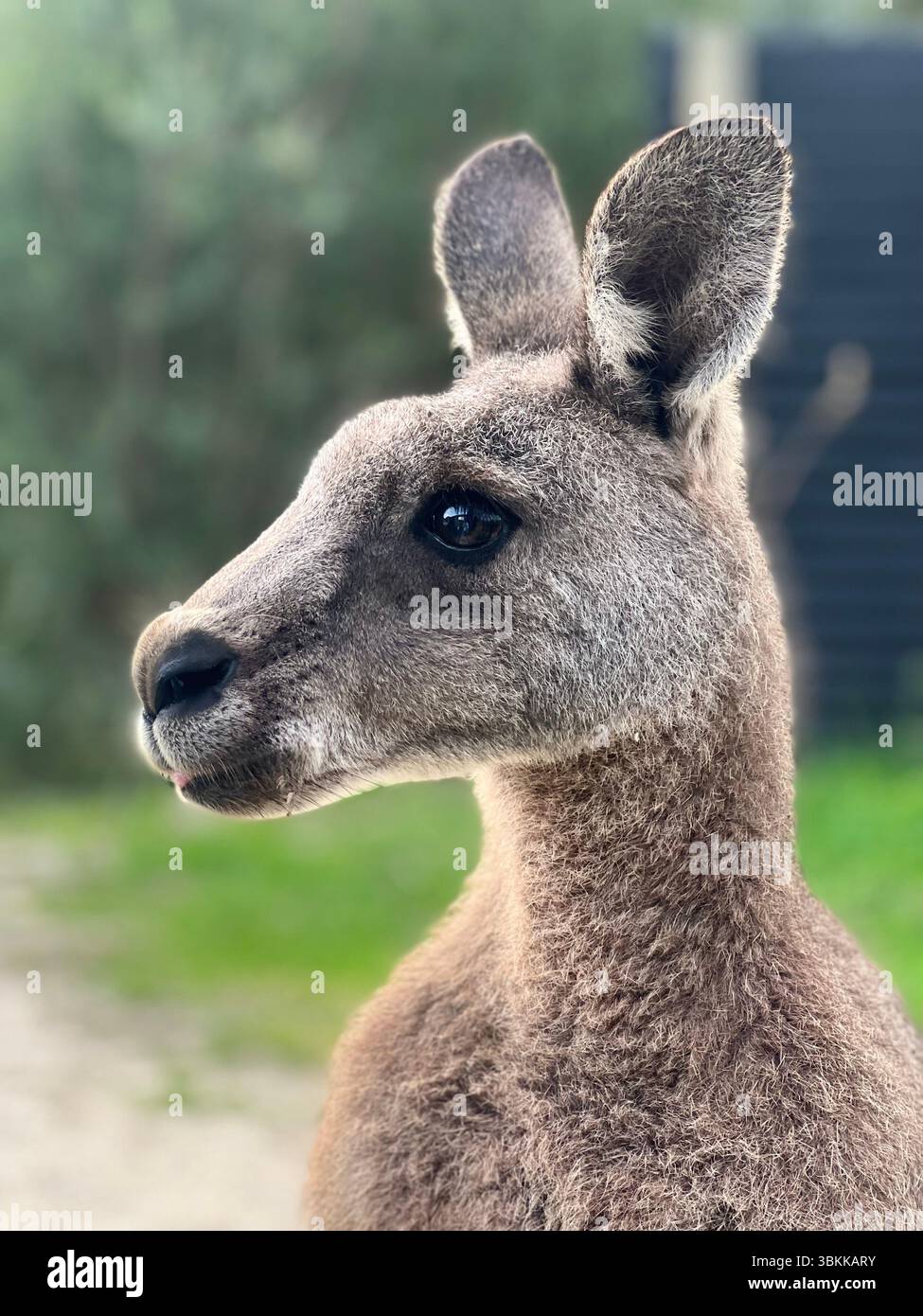 Gros plan profil latéral d'un kangourou gris de l'est à la lumière naturelle, Australie - Image de stock capturée avec un smartphone Gros plan profil latéral d'un kangourou gris de l'est à la lumière naturelle, Australie - Image de stock capturée avec un smartphone