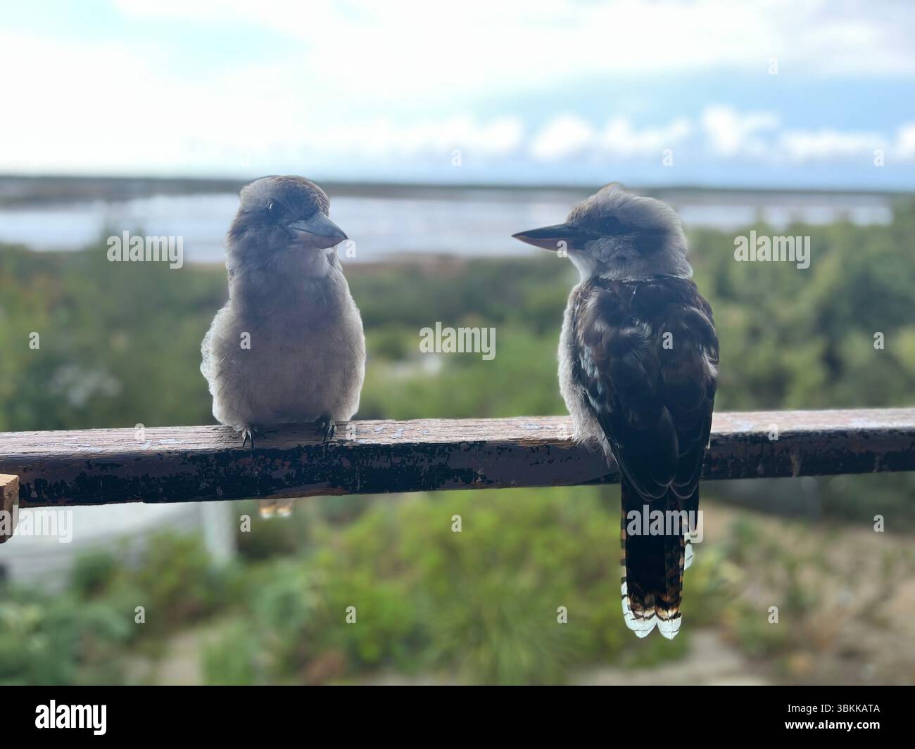 Deux Kookaburras riants perchés sur une balustrade en bois dans un cadre naturel de Bush, Australie - Image de stock capturée avec un smartphone