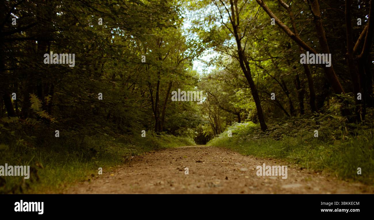 Le chemin de terre central serpente dans une forêt dense en conception plate, montrant des pierres et des fougères Banque D'Images