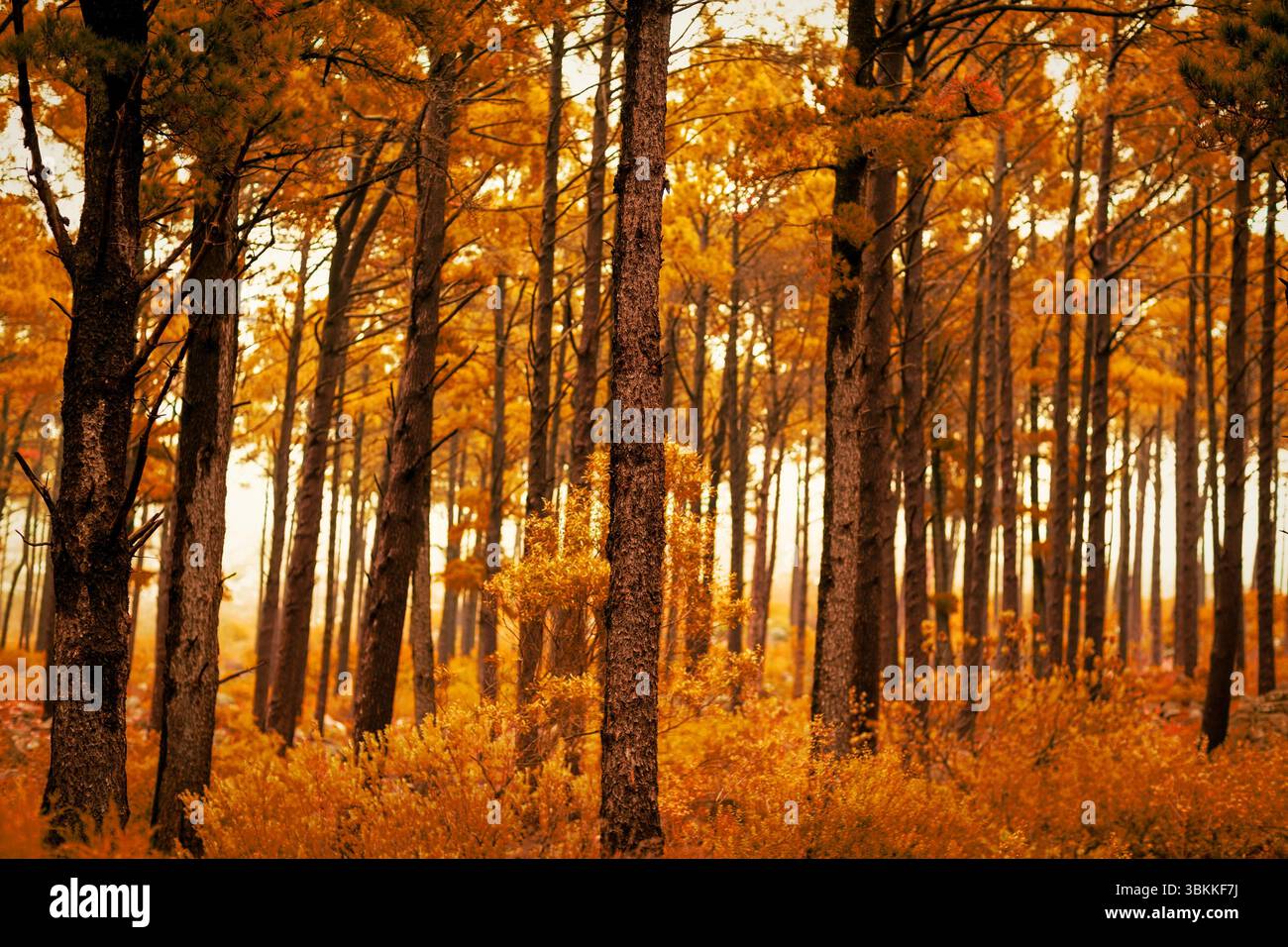 Montrant des troncs de pin de conception plate s'élevant à travers des aiguilles dorées, des arbustes et des rochers éparpillés en automne Banque D'Images