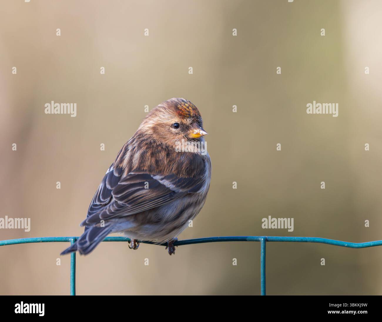 Redpoll [ Carduelis Flammea ] sur la clôture métallique Banque D'Images