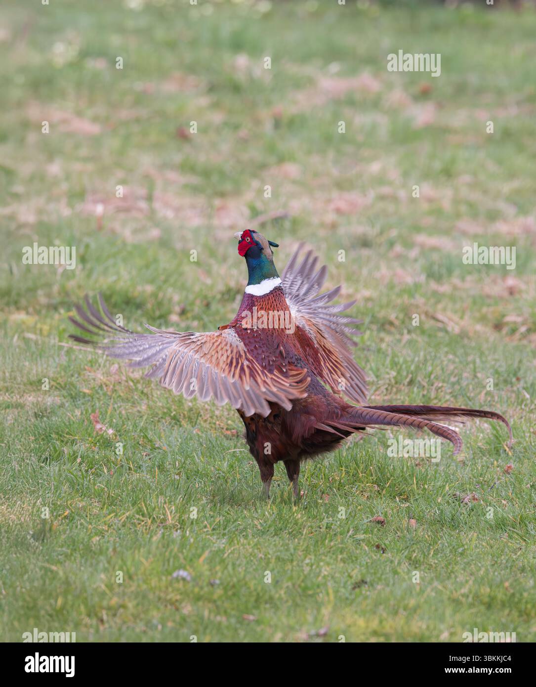 Faisan [ Phasianus colchicus ] oiseau mâle exposé dans un champ d'herbe rugueuse Banque D'Images