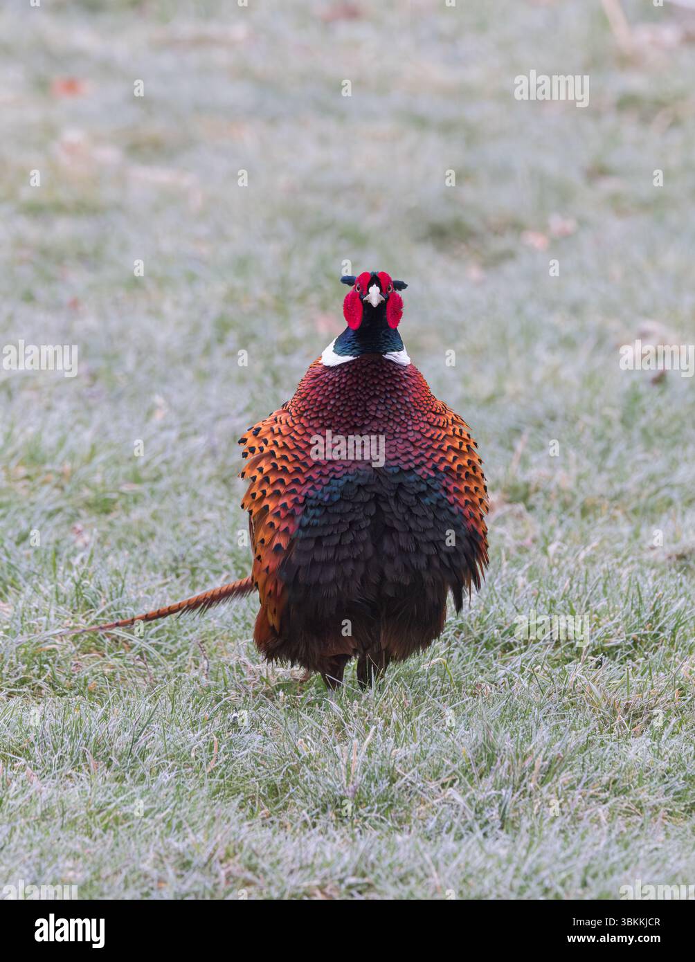 Faisan [ Phasianus colchicus ] oiseau mâle froissant ses plumes sur une herbe givrée rugueuse Banque D'Images