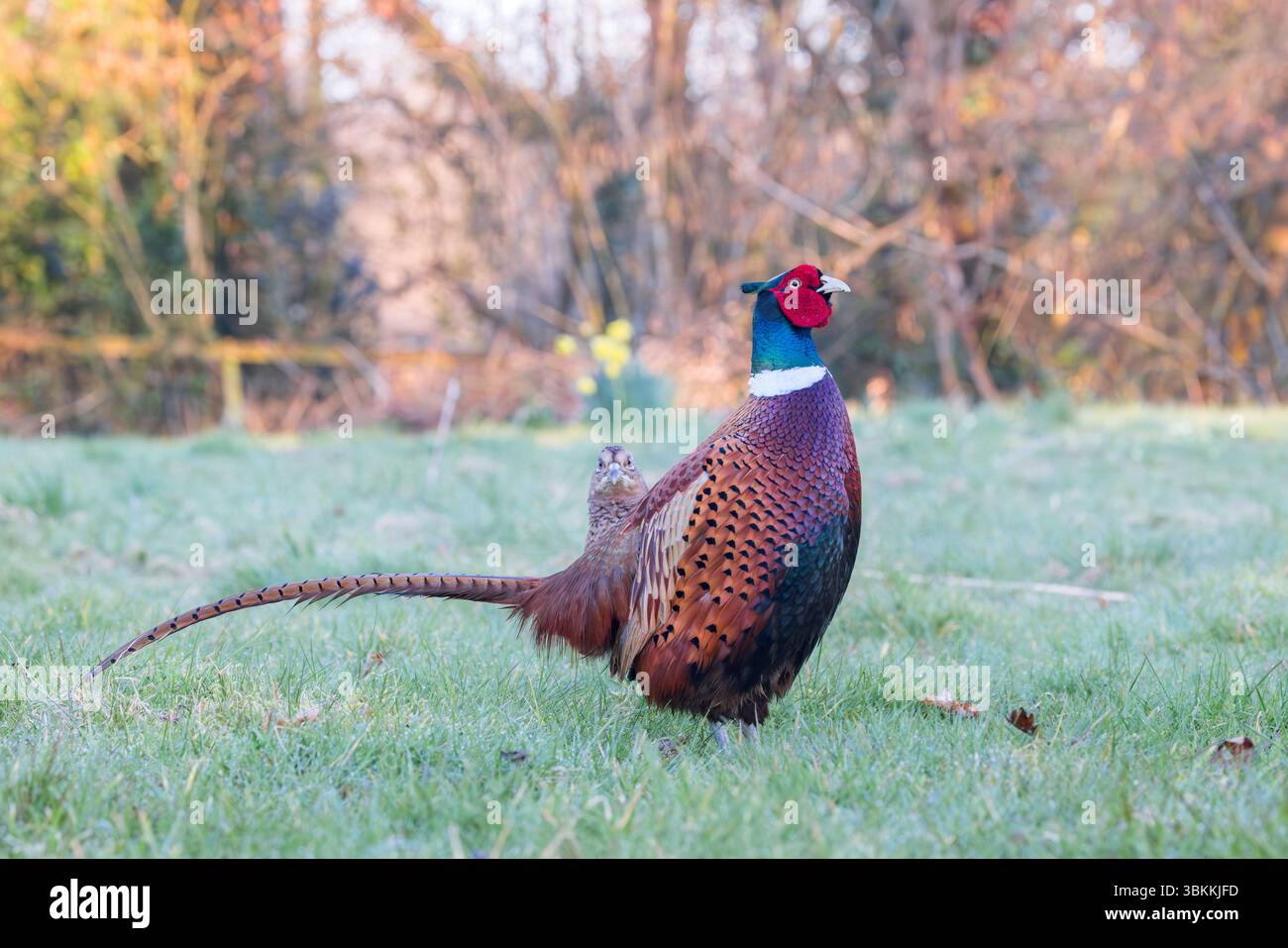 Faisan [ Phasianus colchicus ] oiseau mâle sur l'herbe avec femelle regardant par derrière Banque D'Images