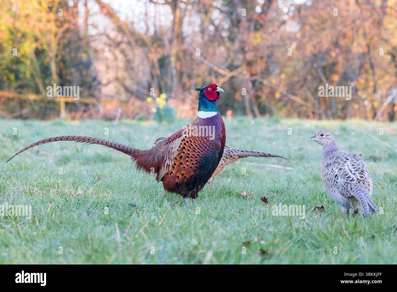 Faisan [ Phasianus colchicus ] oiseau mâle sur herbe avec 2 oiseaux femelles Banque D'Images
