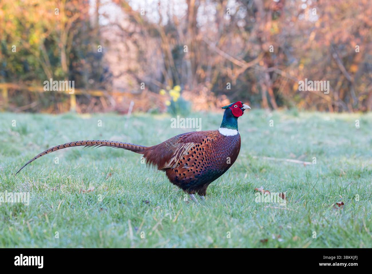 Faisan [ Phasianus colchicus ] oiseau mâle sur herbe Banque D'Images