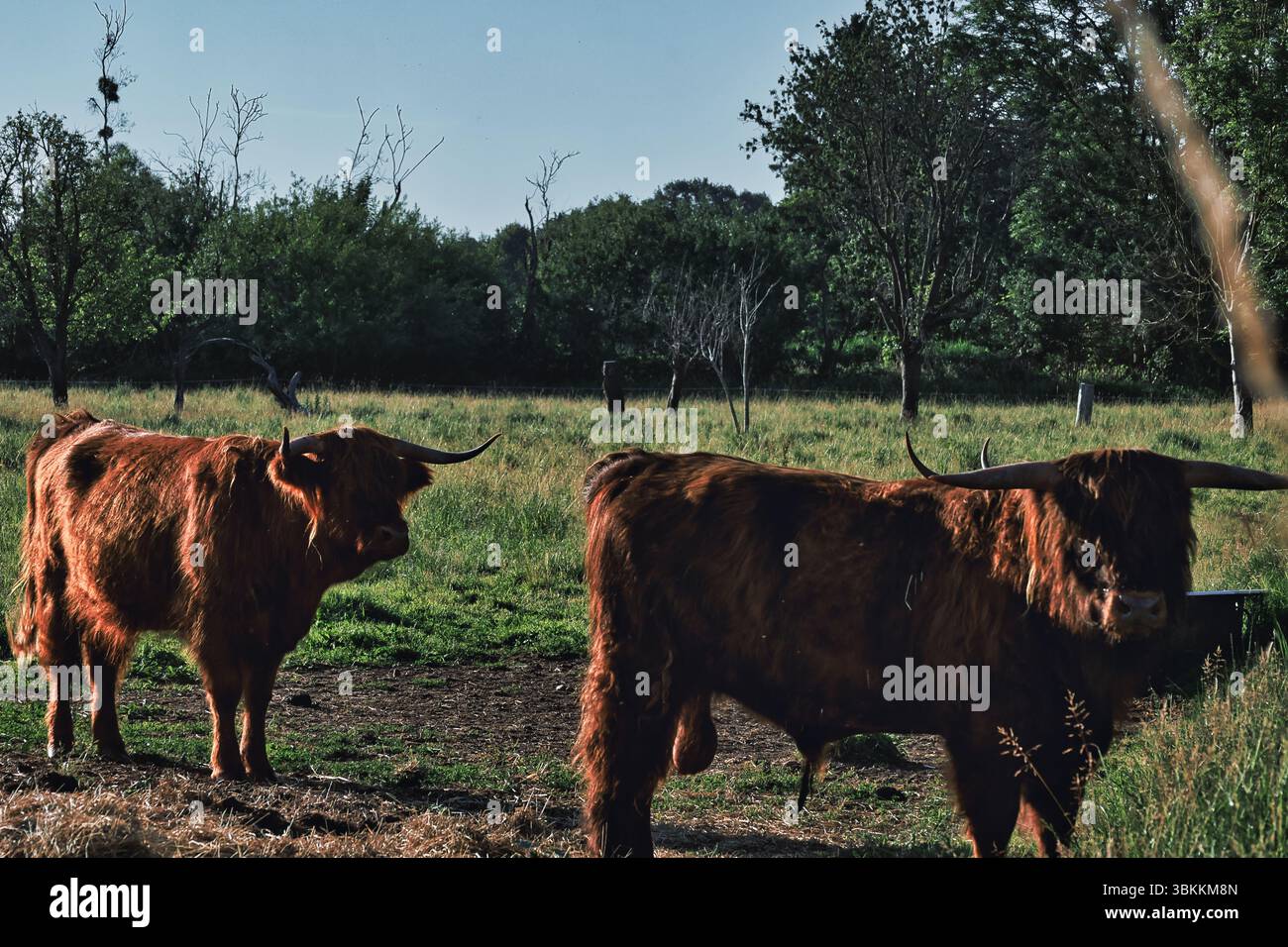 ferme écossaise de vaches des hautes terres Banque D'Images