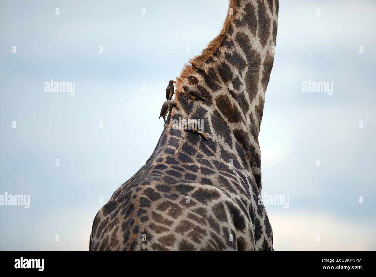 Un picker à bec jaune est vu sur le dos d'une grande girafe dans le parc national de Chobe, au Botswana. Banque D'Images