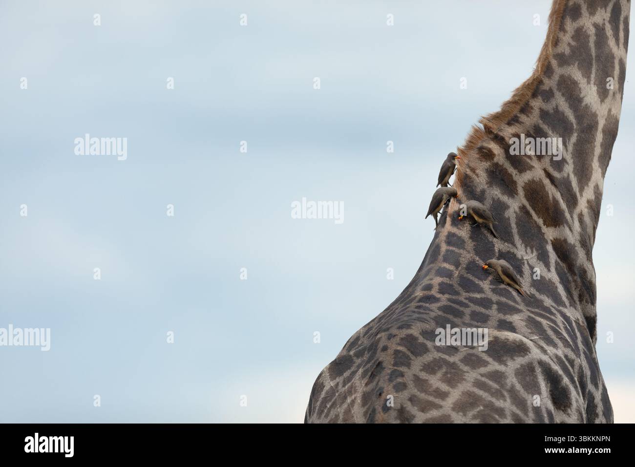 Un picker à bec jaune est vu sur le dos d'une grande girafe dans le parc national de Chobe, au Botswana. Banque D'Images