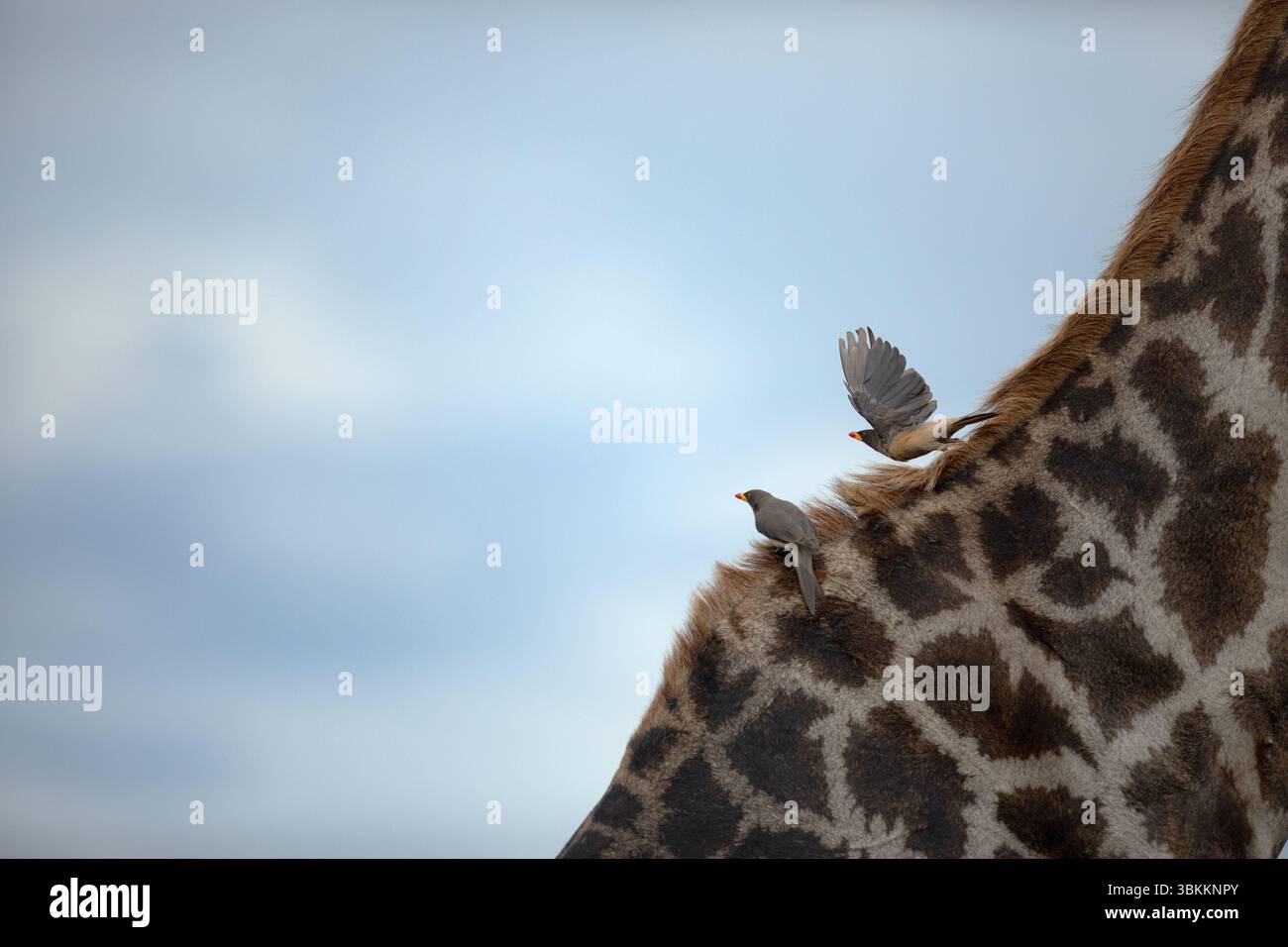 Un picker à bec jaune est vu sur le dos d'une grande girafe dans le parc national de Chobe, au Botswana. Banque D'Images